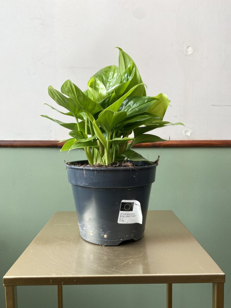 Homalomena Lemon Lime