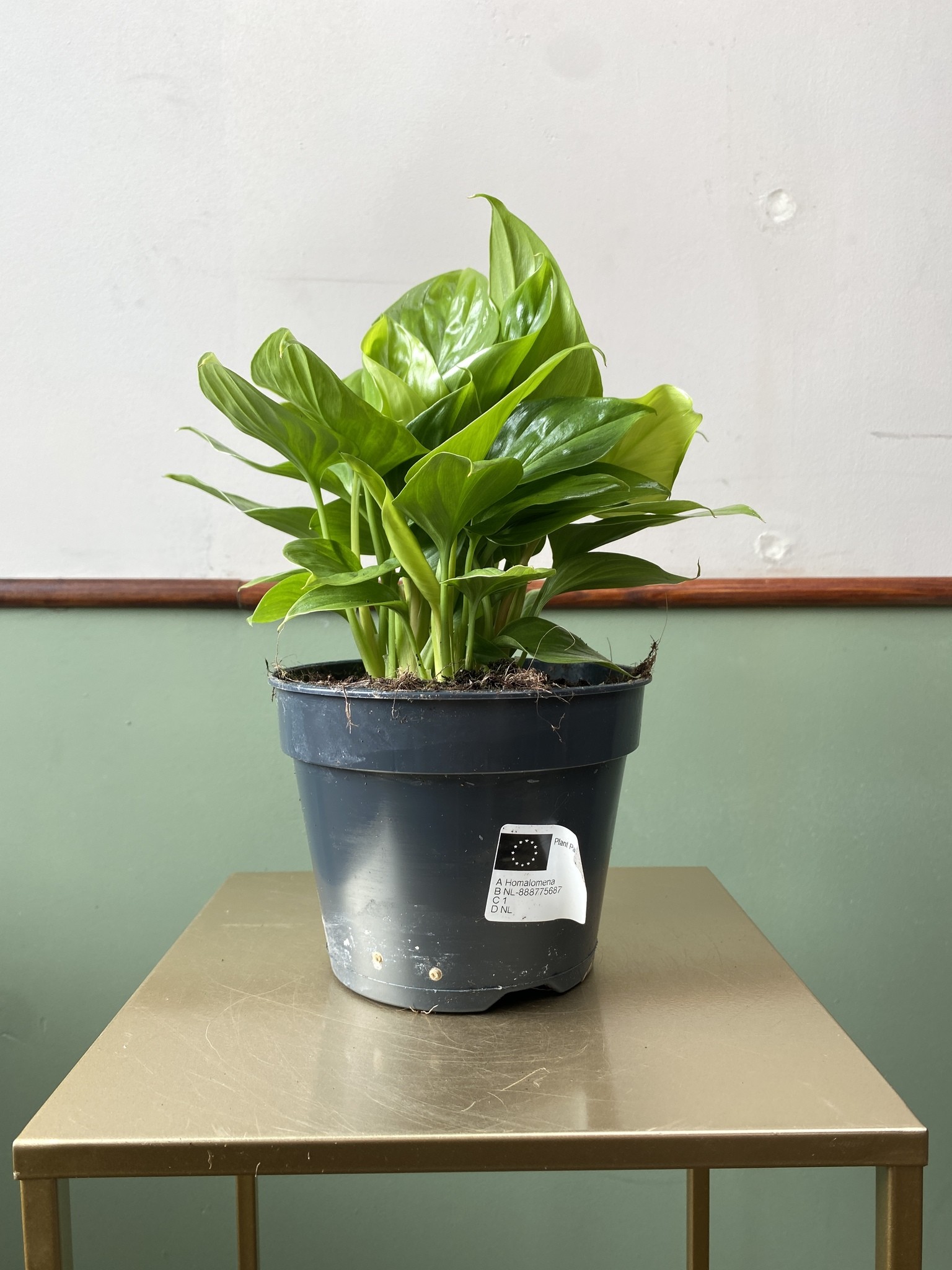 Homalomena Lemon Lime