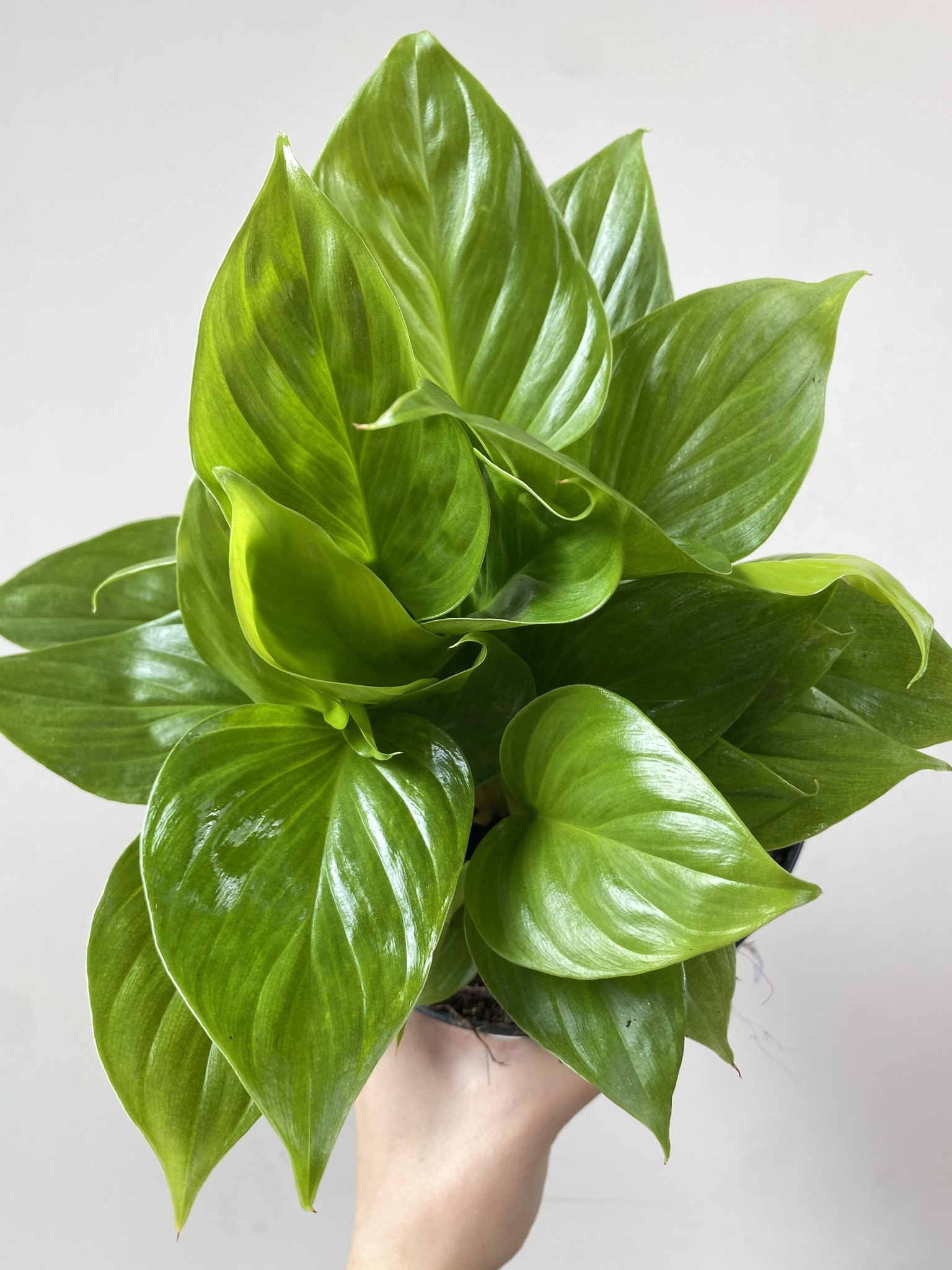 Homalomena Lemon Lime