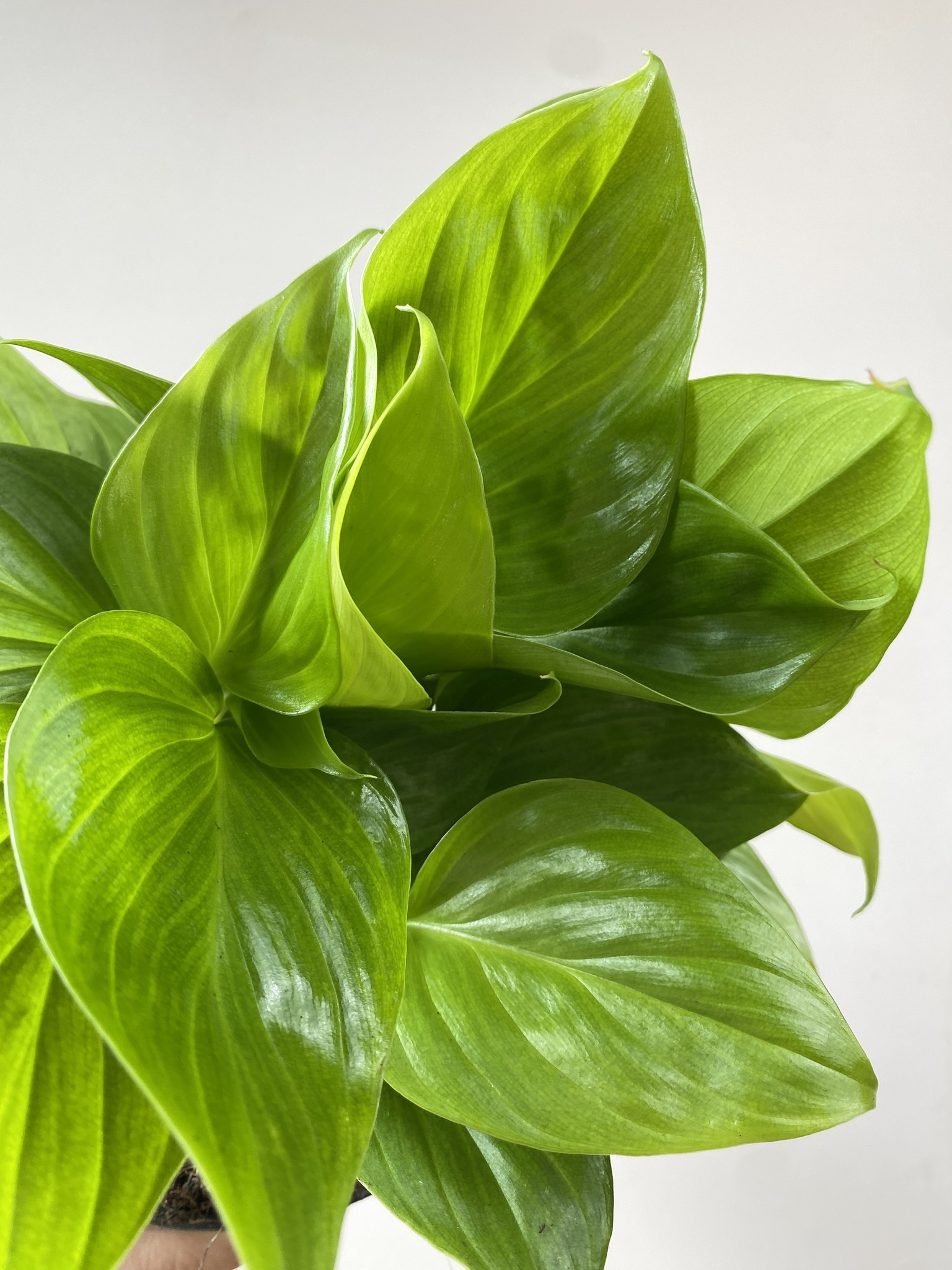 Homalomena Lemon Lime