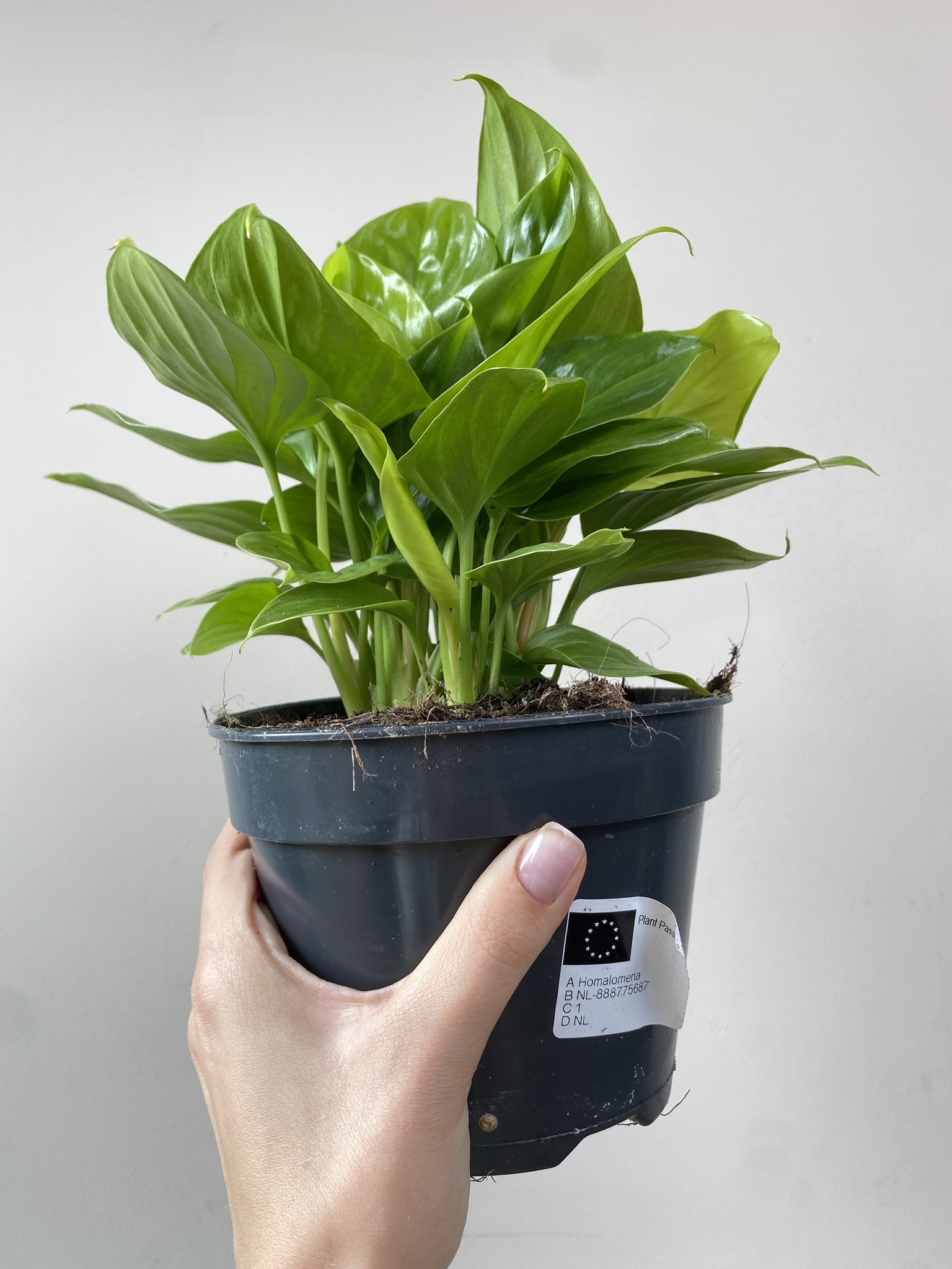 Homalomena Lemon Lime