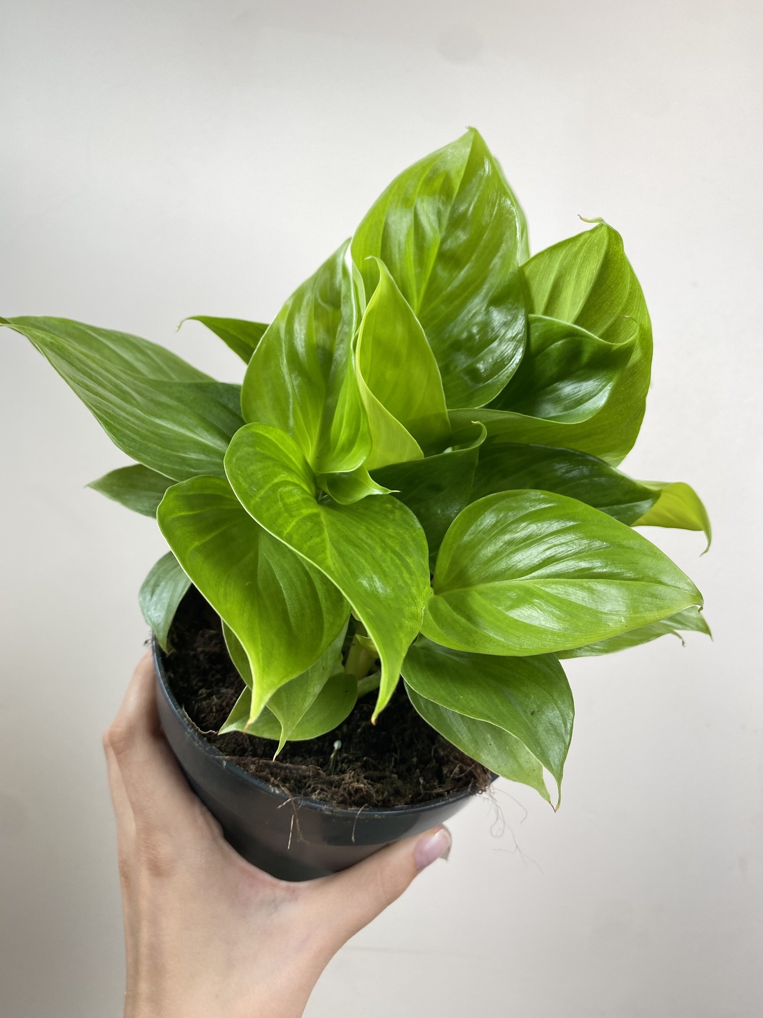 Homalomena Lemon Lime