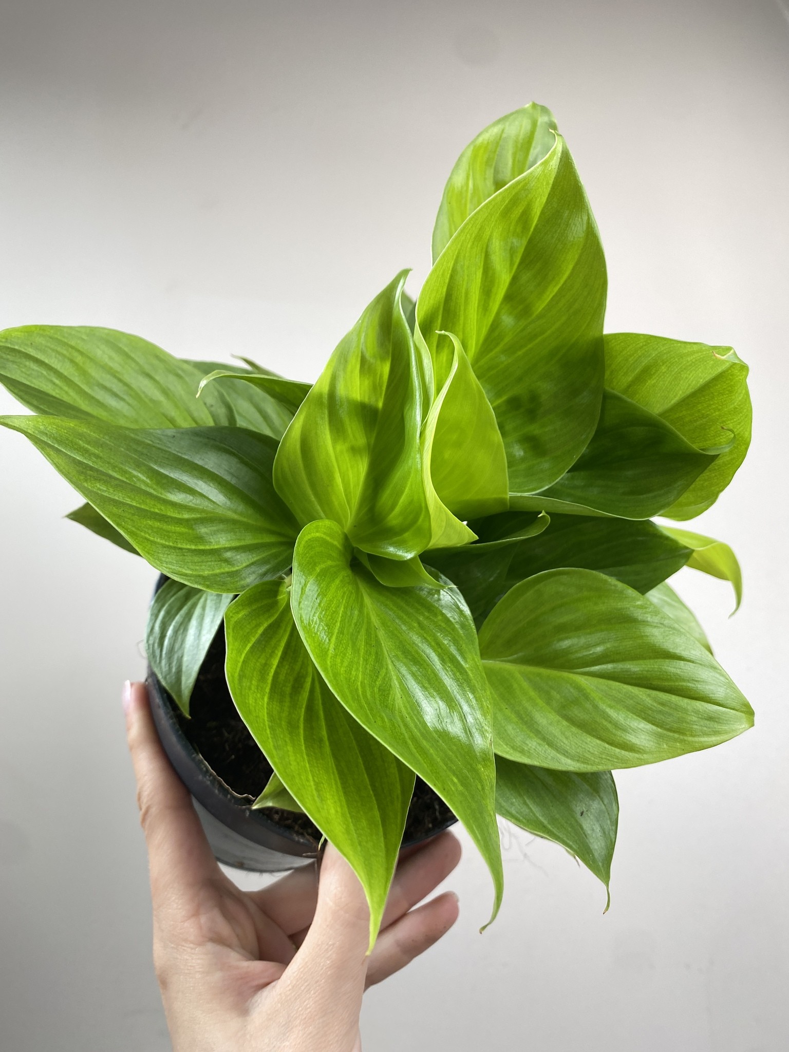 Homalomena Lemon Lime