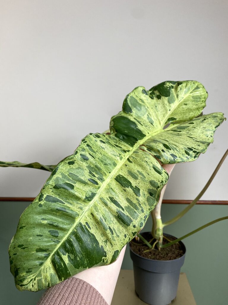 Philodendron Paraiso Verde