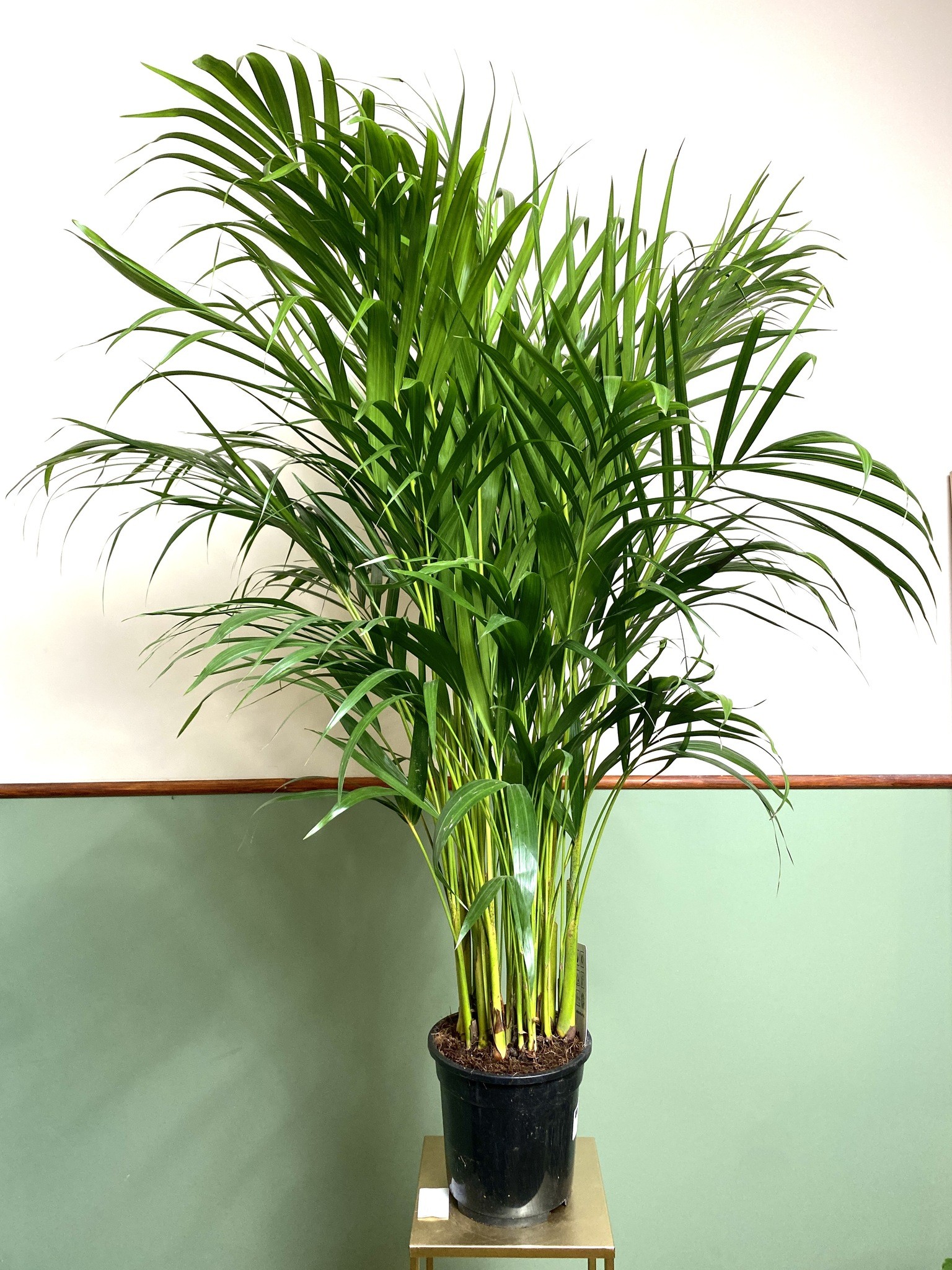 Areca Dypsis Lutescens Palma (wysoka)