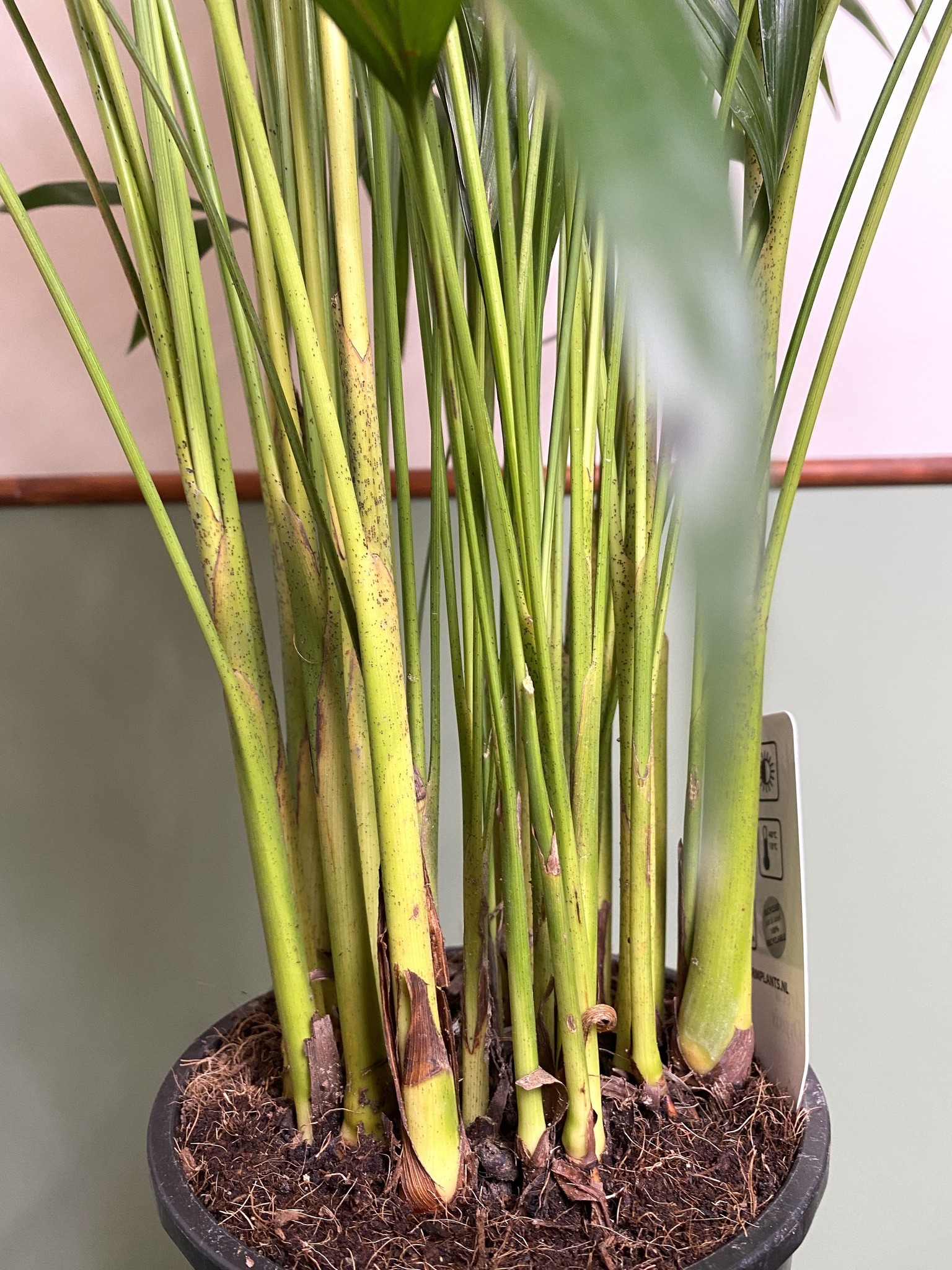 Areca Dypsis Lutescens Palma (wysoka)