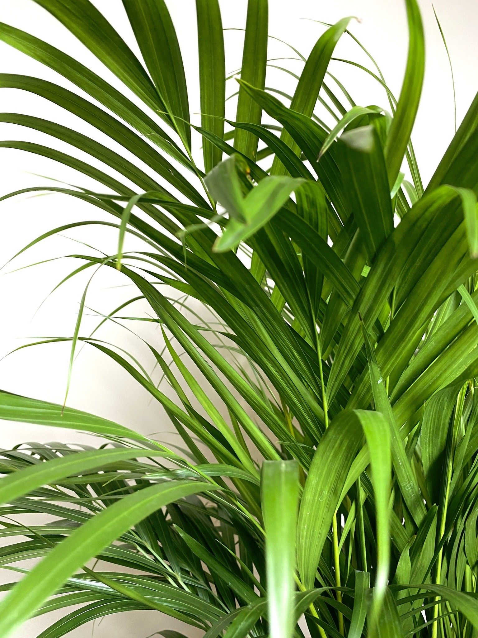 Areca Dypsis Lutescens Palma (wysoka)