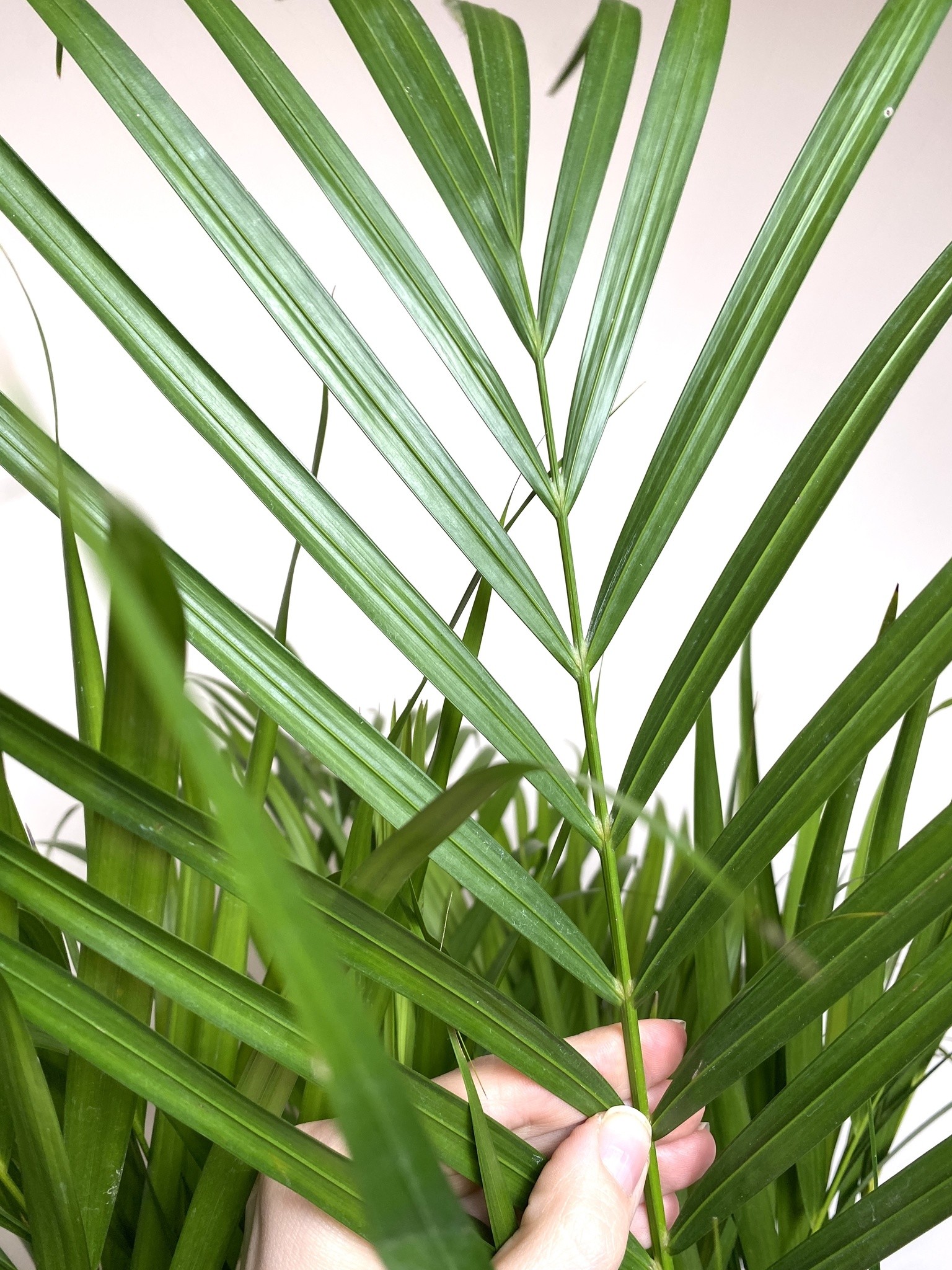 Areca Dypsis Lutescens Palma (wysoka)
