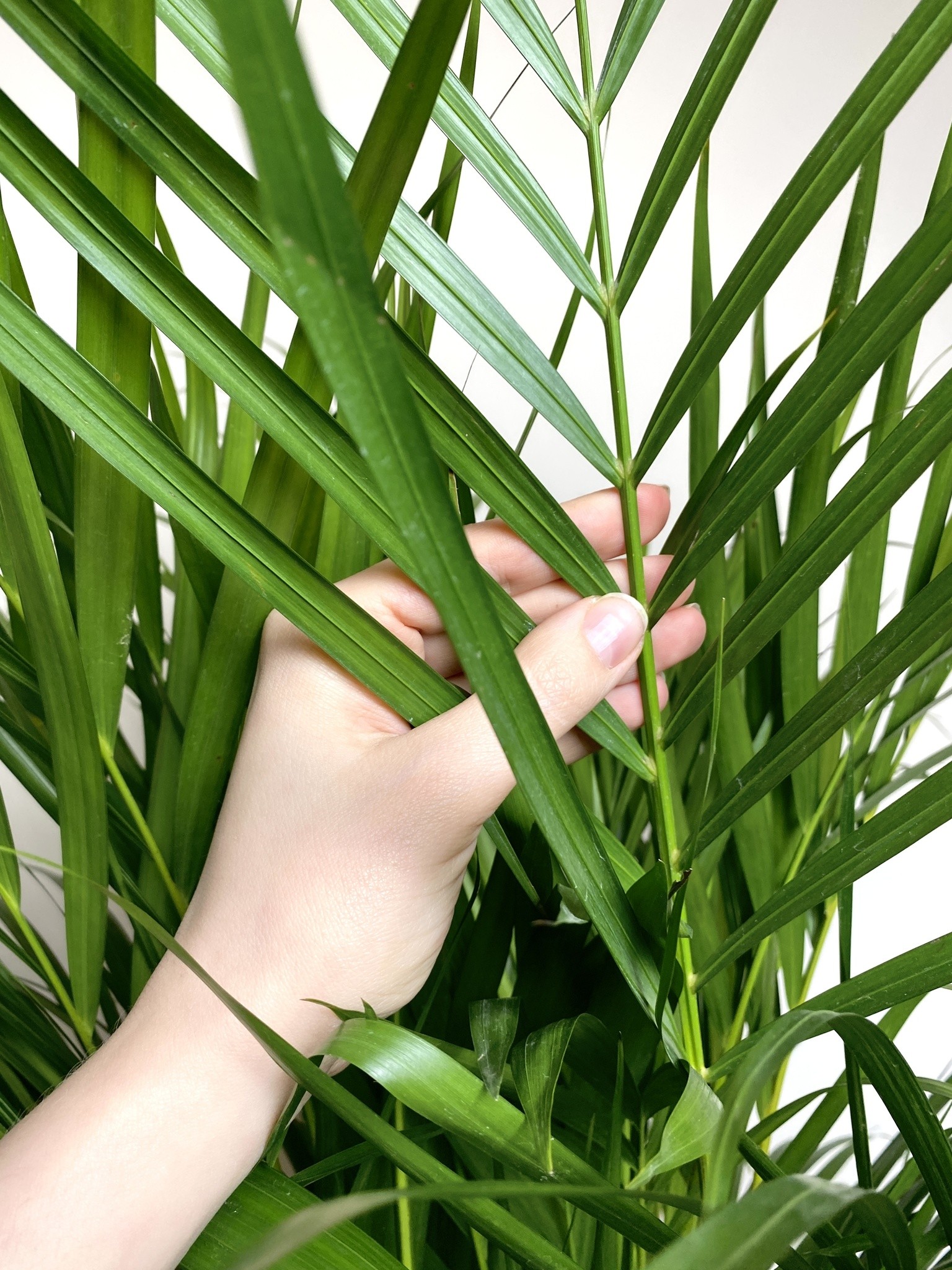 Areca Dypsis Lutescens Palma (wysoka)