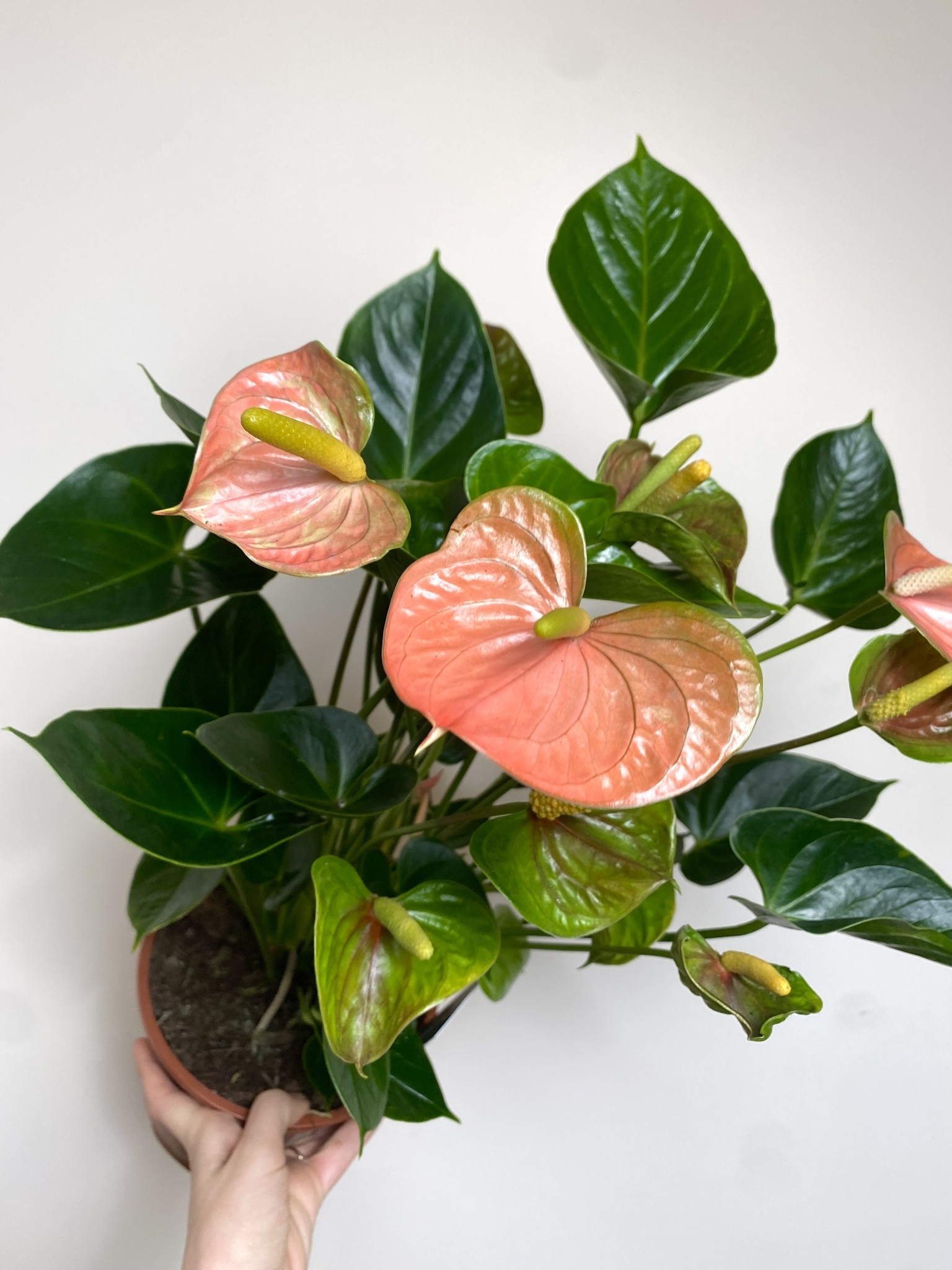 Anthurium Adios Salmon