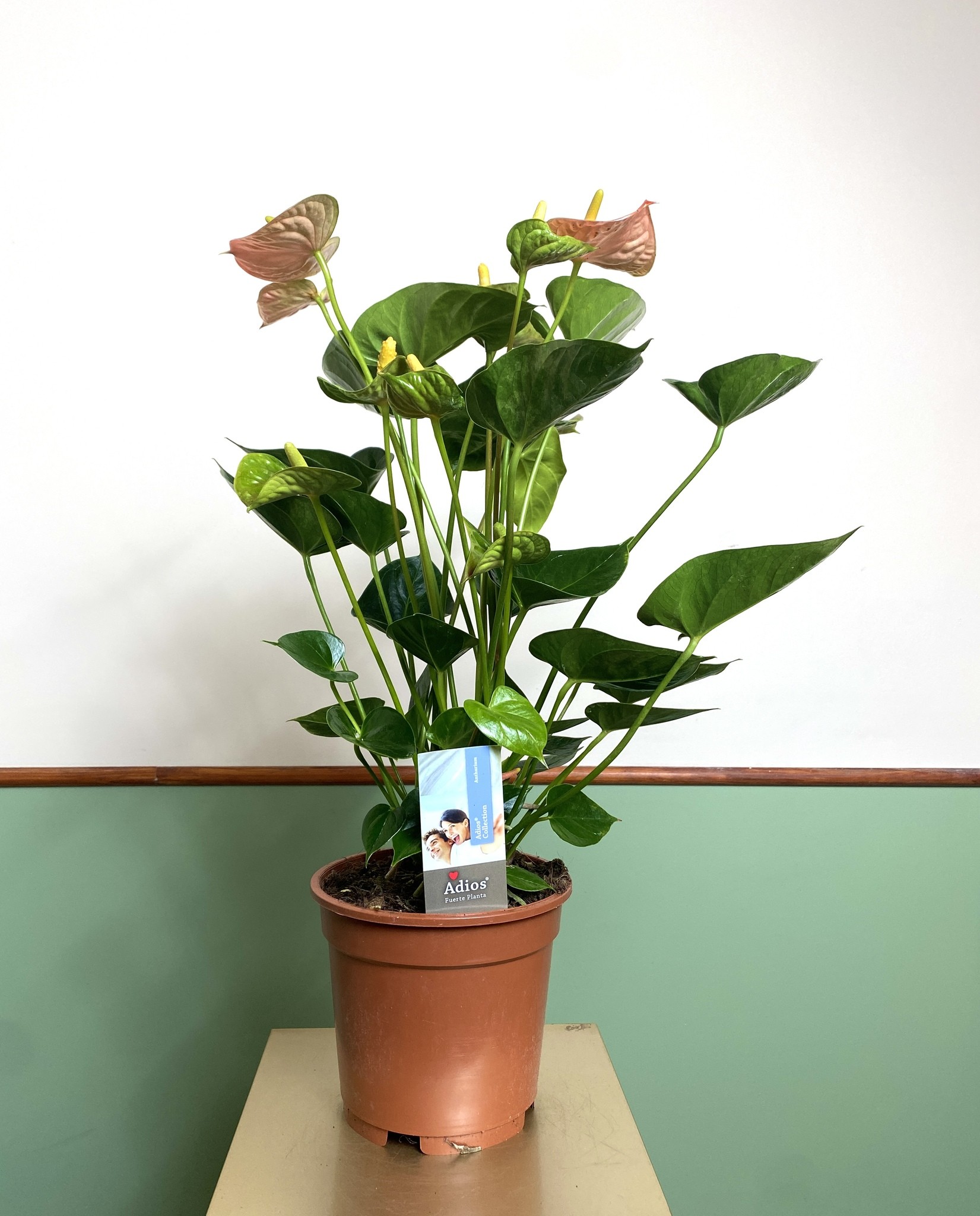 Anthurium Adios Salmon