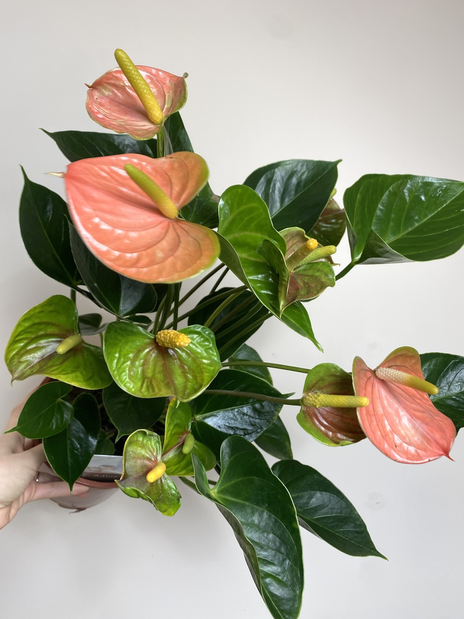 Anthurium Adios Salmon