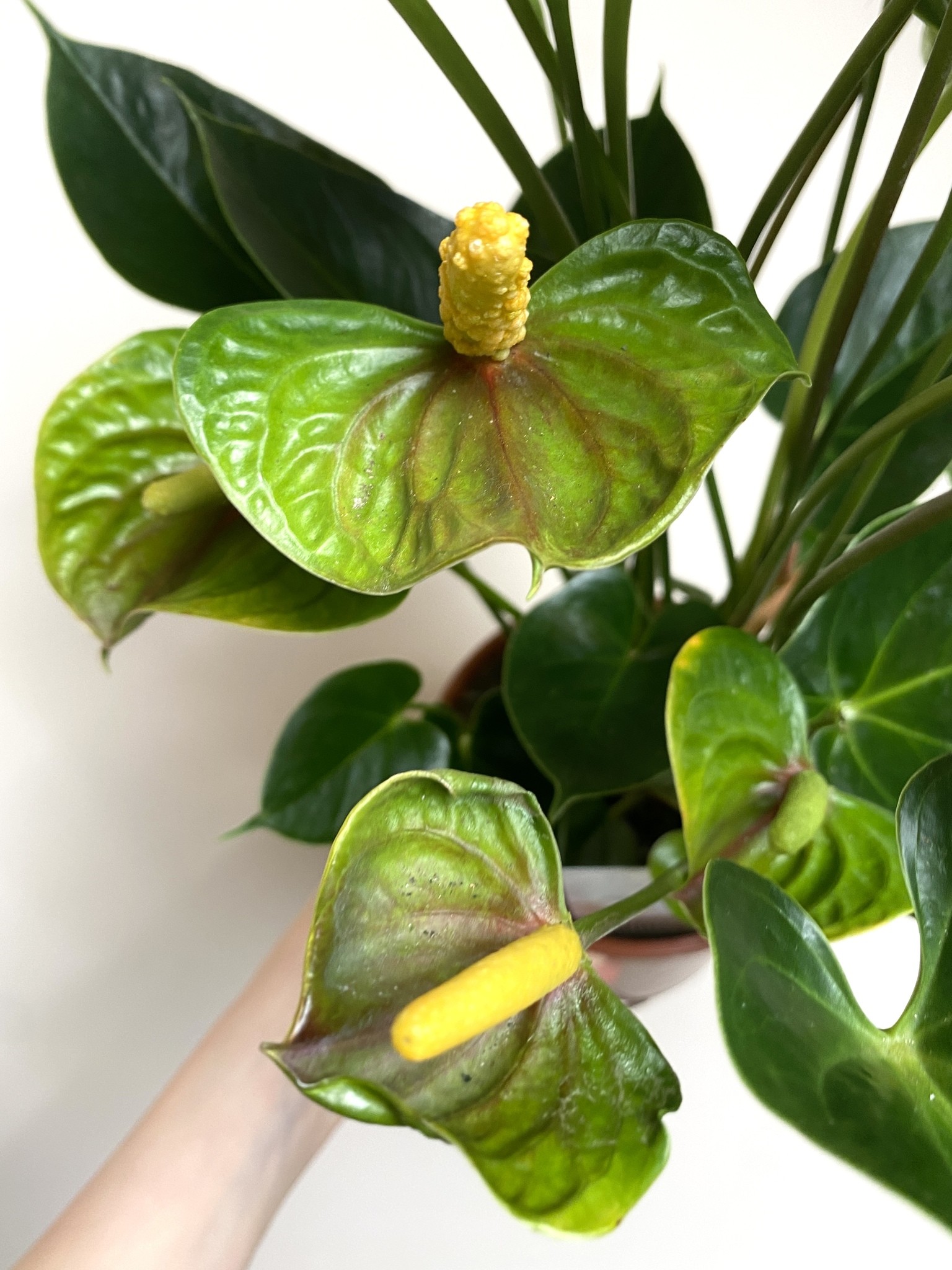 Anthurium Adios Salmon
