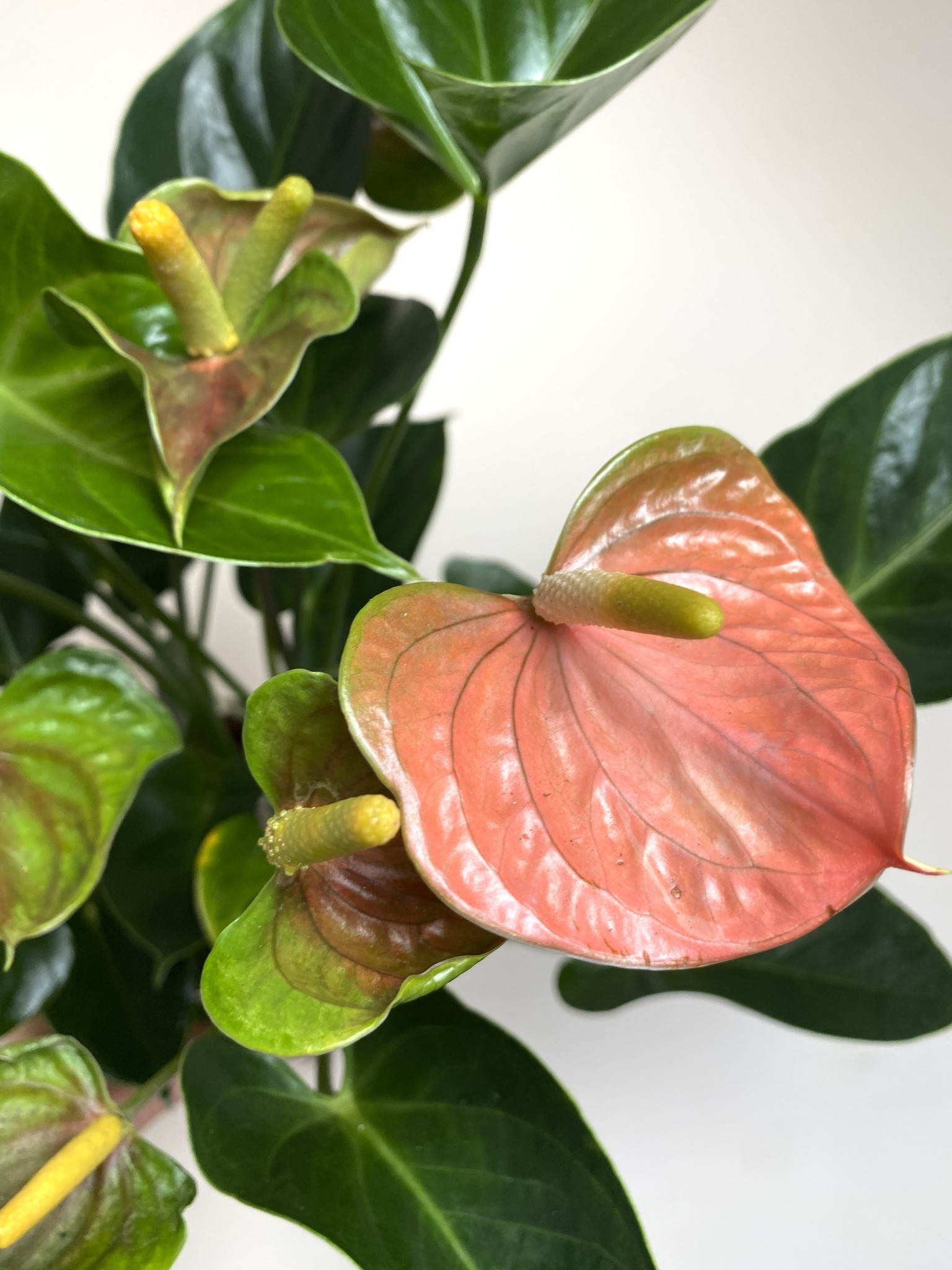 Anthurium Adios Salmon
