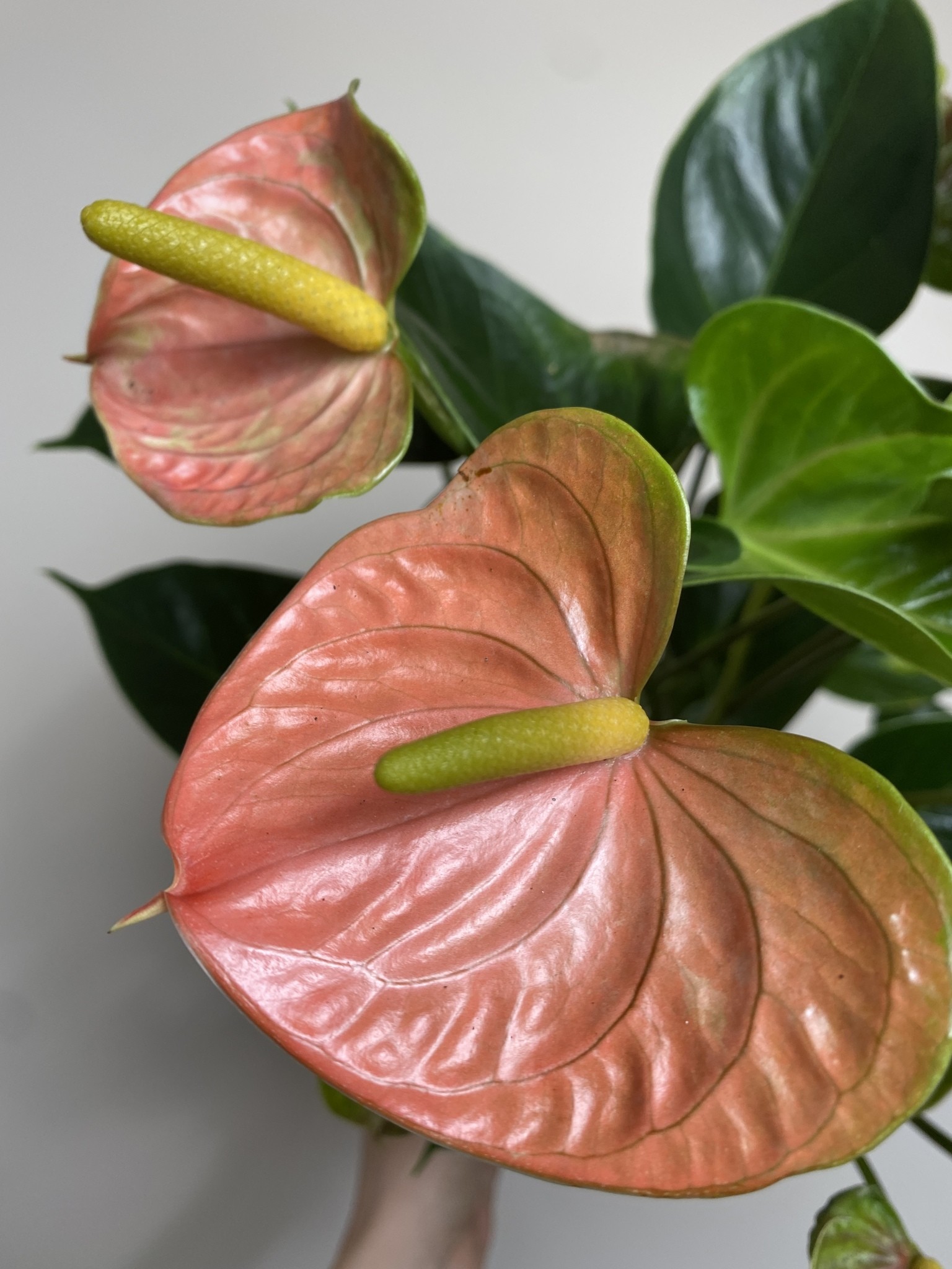 Anthurium Adios Salmon