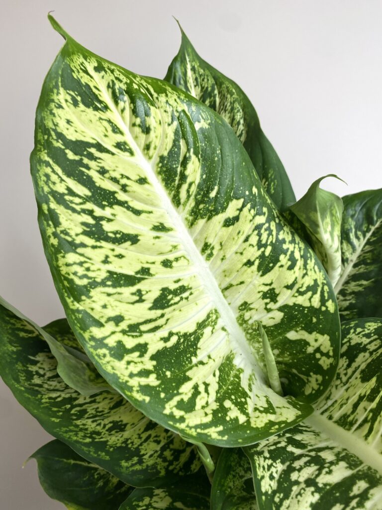 Dieffenbachia Mars (55cm)