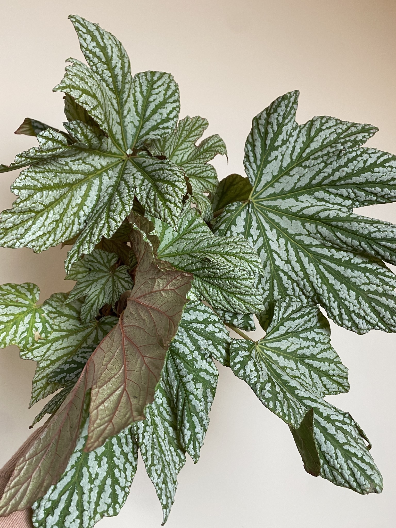 Begonia Hovaria Silver Maples