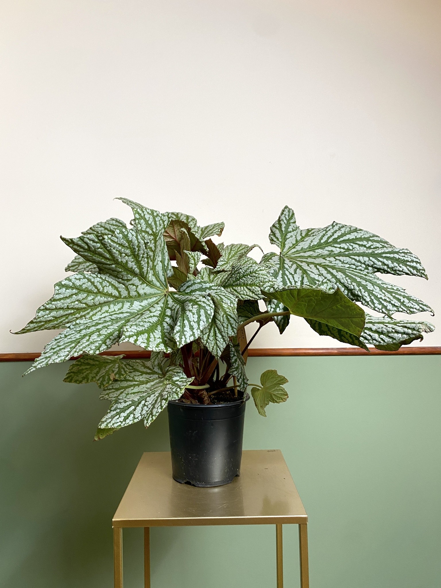 Begonia Hovaria Silver Maples