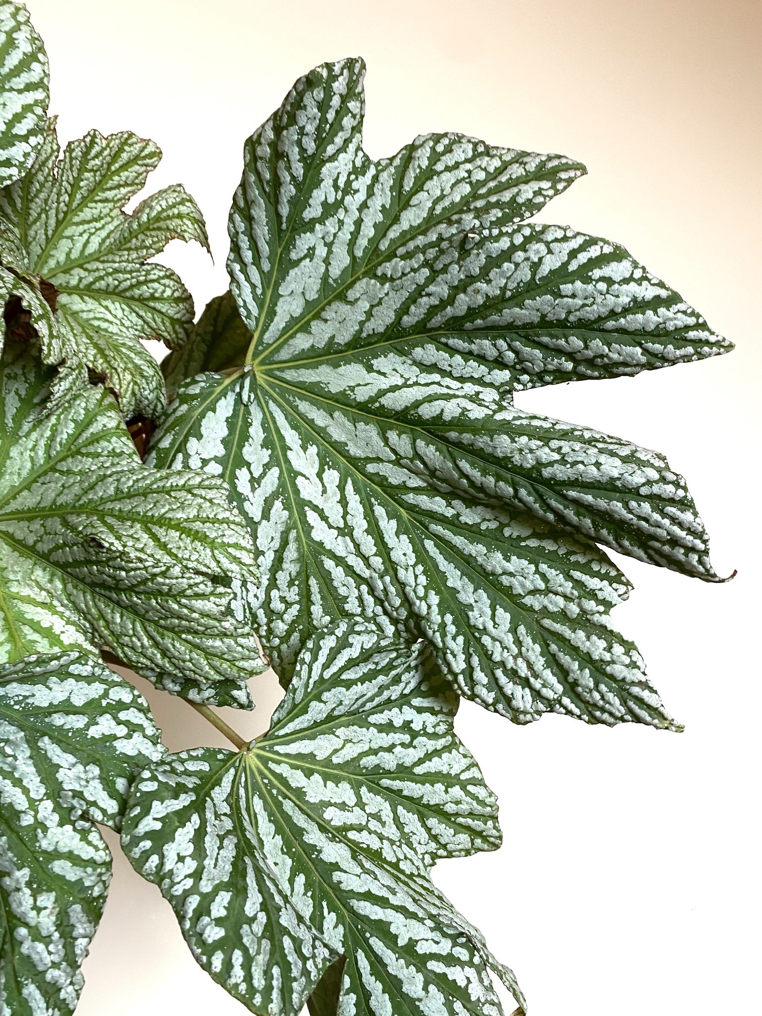 Begonia Hovaria Silver Maples