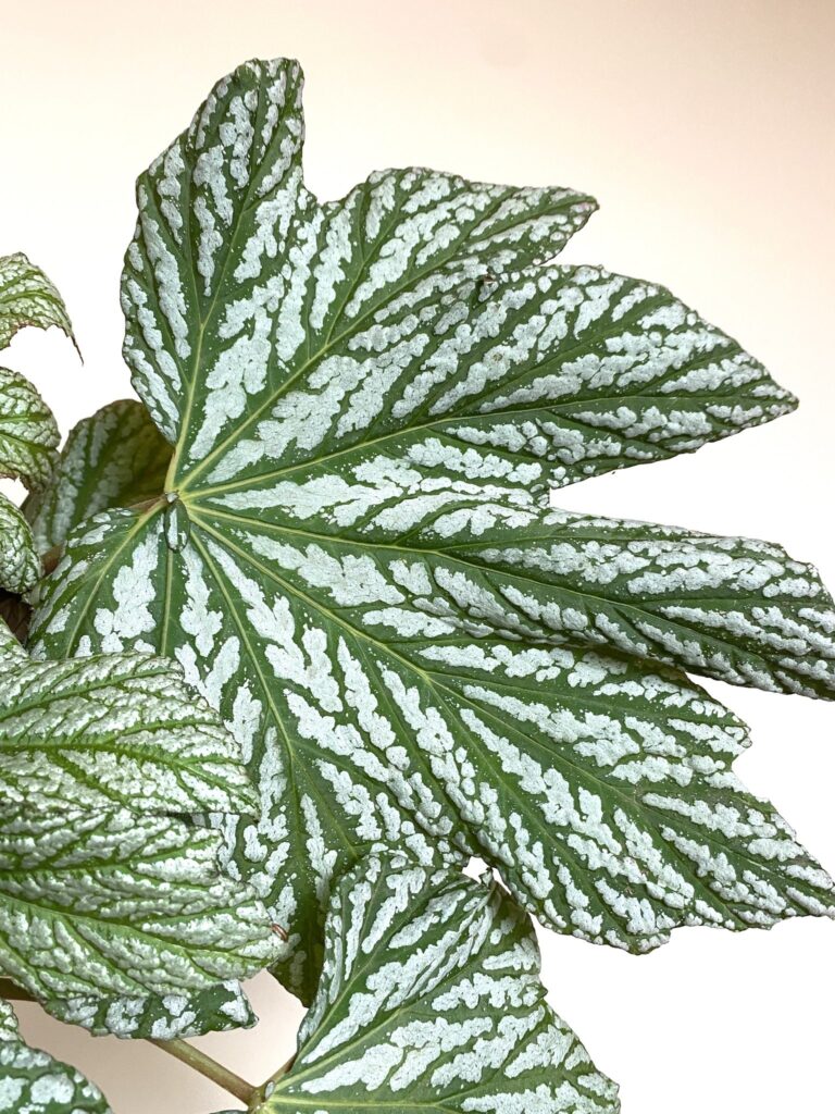 Begonia Hovaria Silver Maples