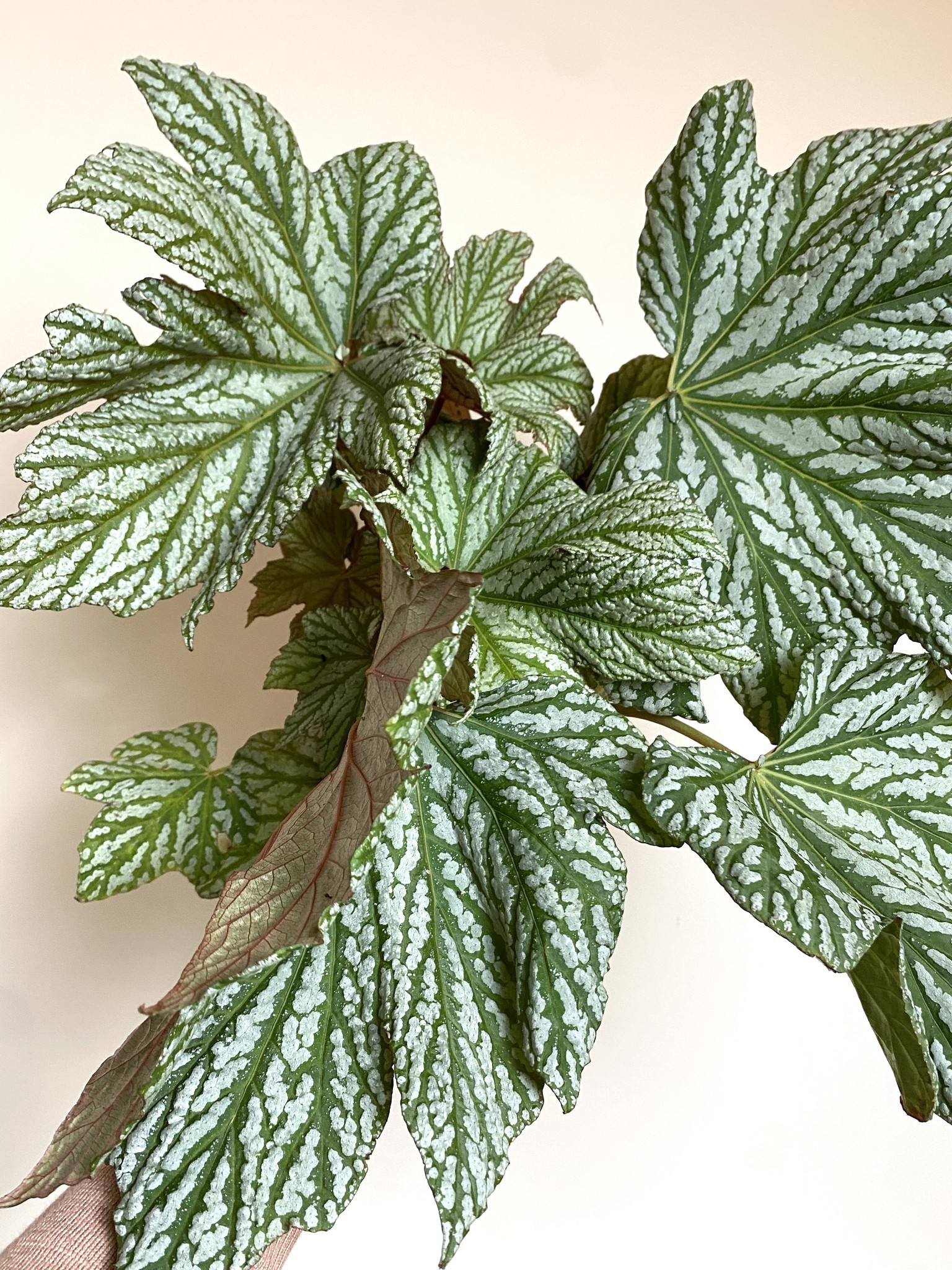 Begonia Hovaria Silver Maples