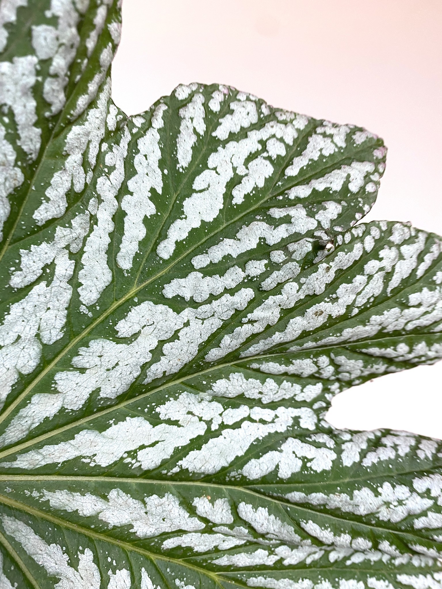 Begonia Hovaria Silver Maples