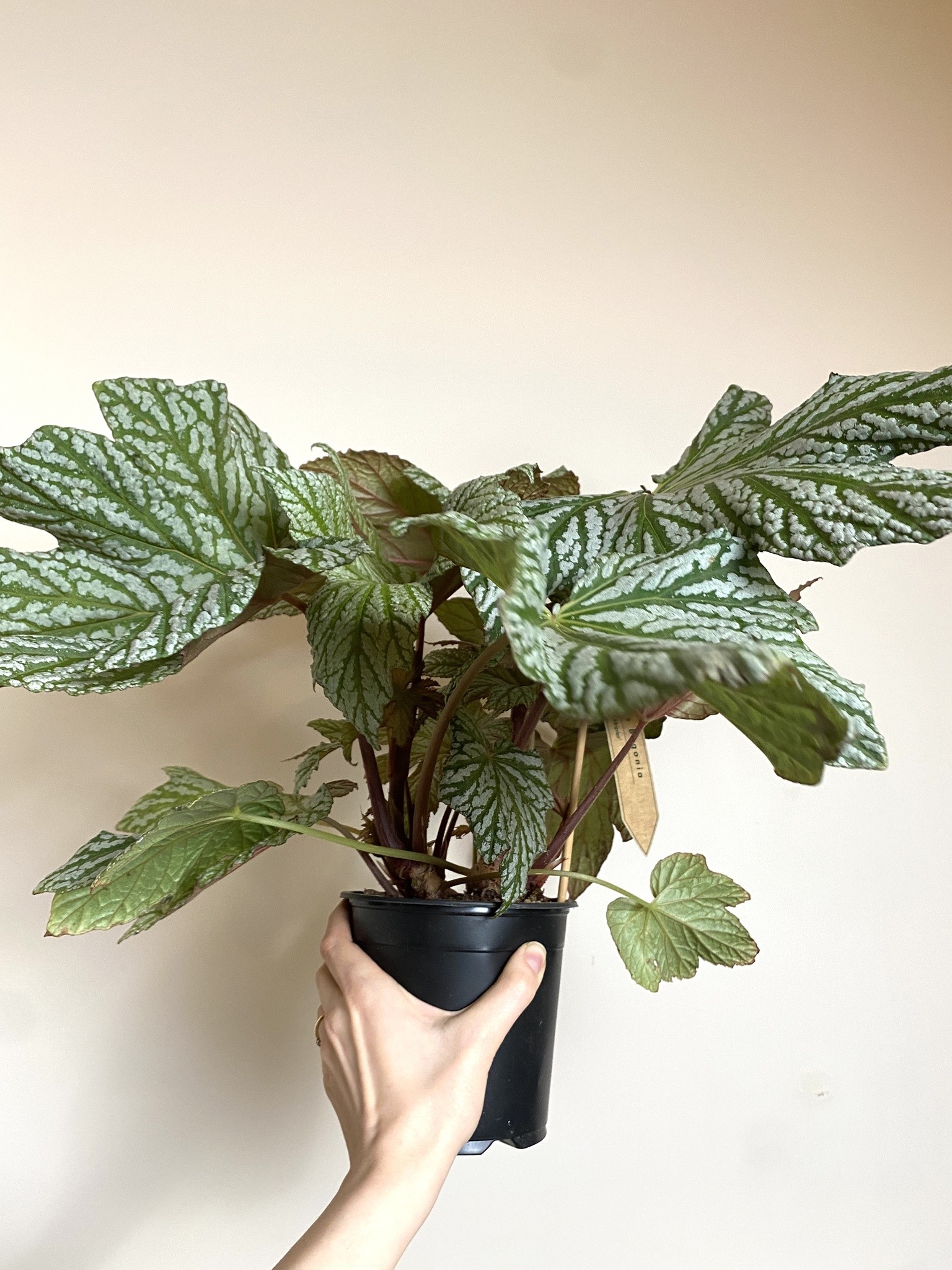 Begonia Hovaria Silver Maples