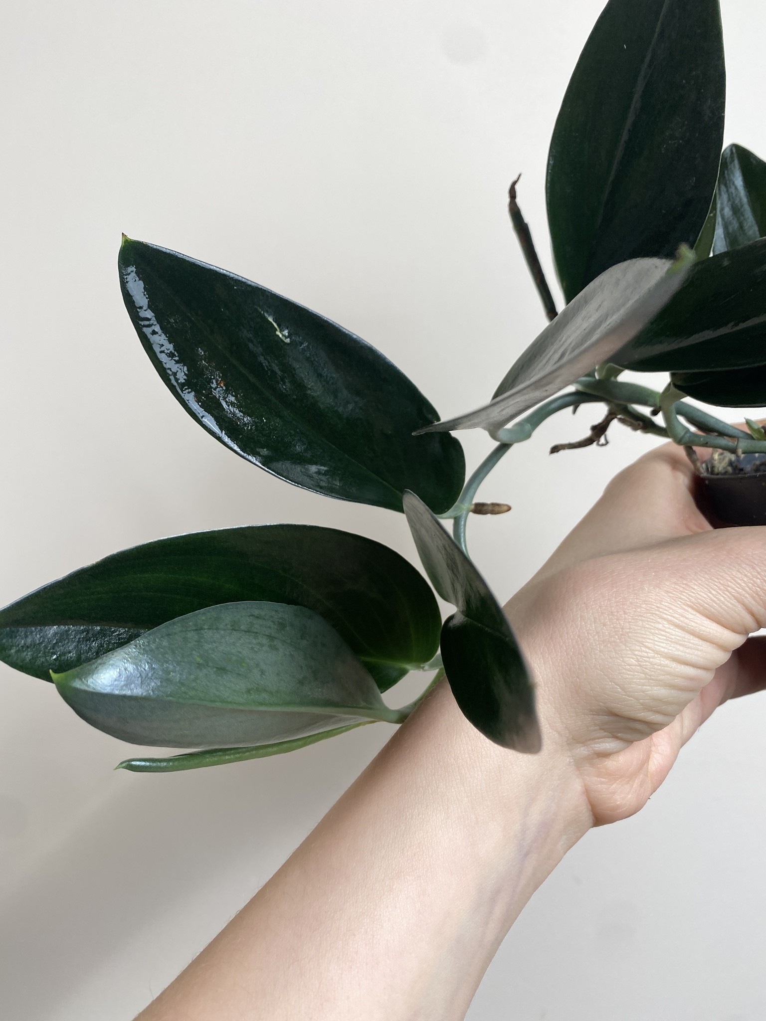 Scindapsus Treubii Dark Form