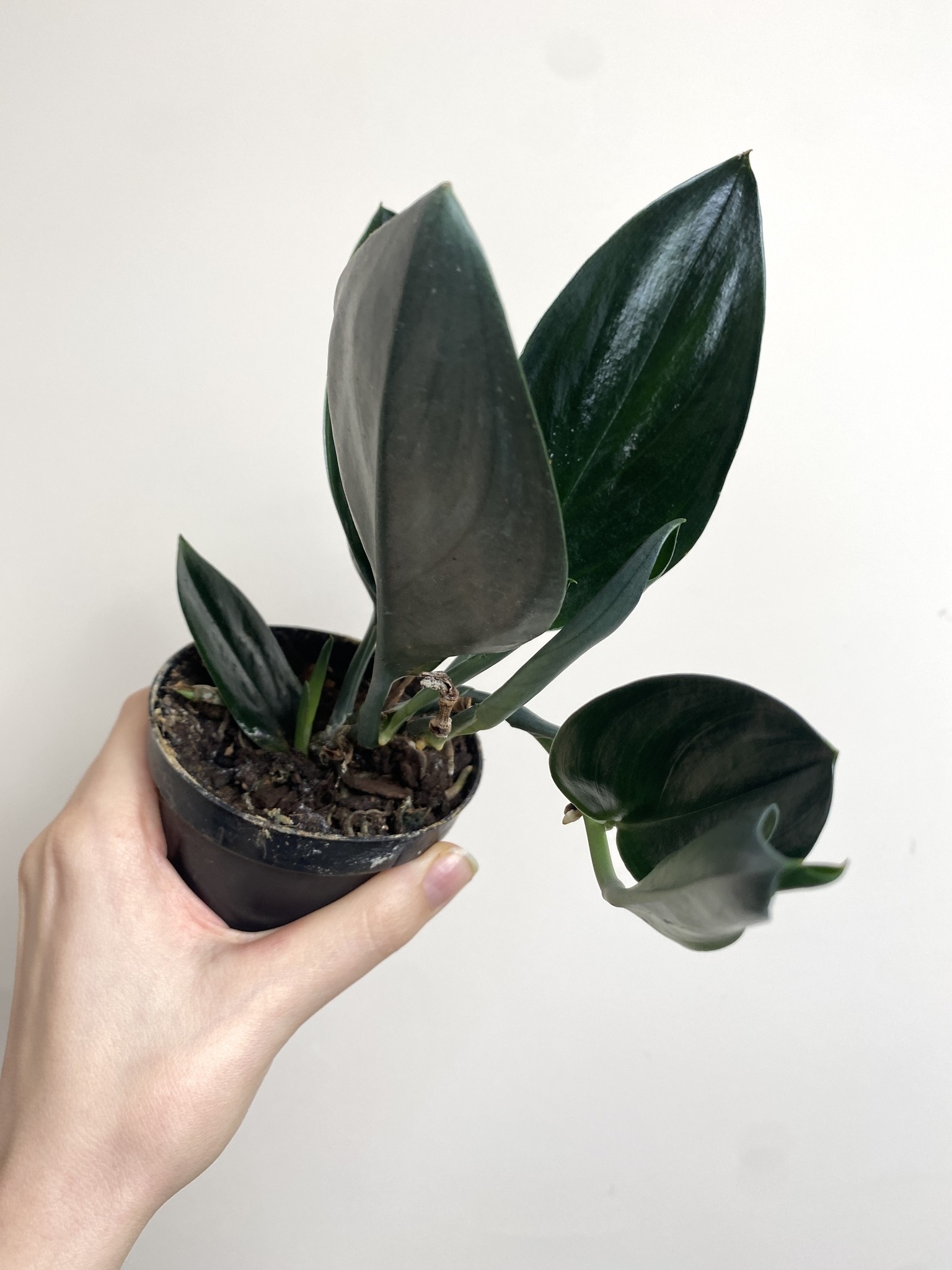 Scindapsus Treubii Dark Form