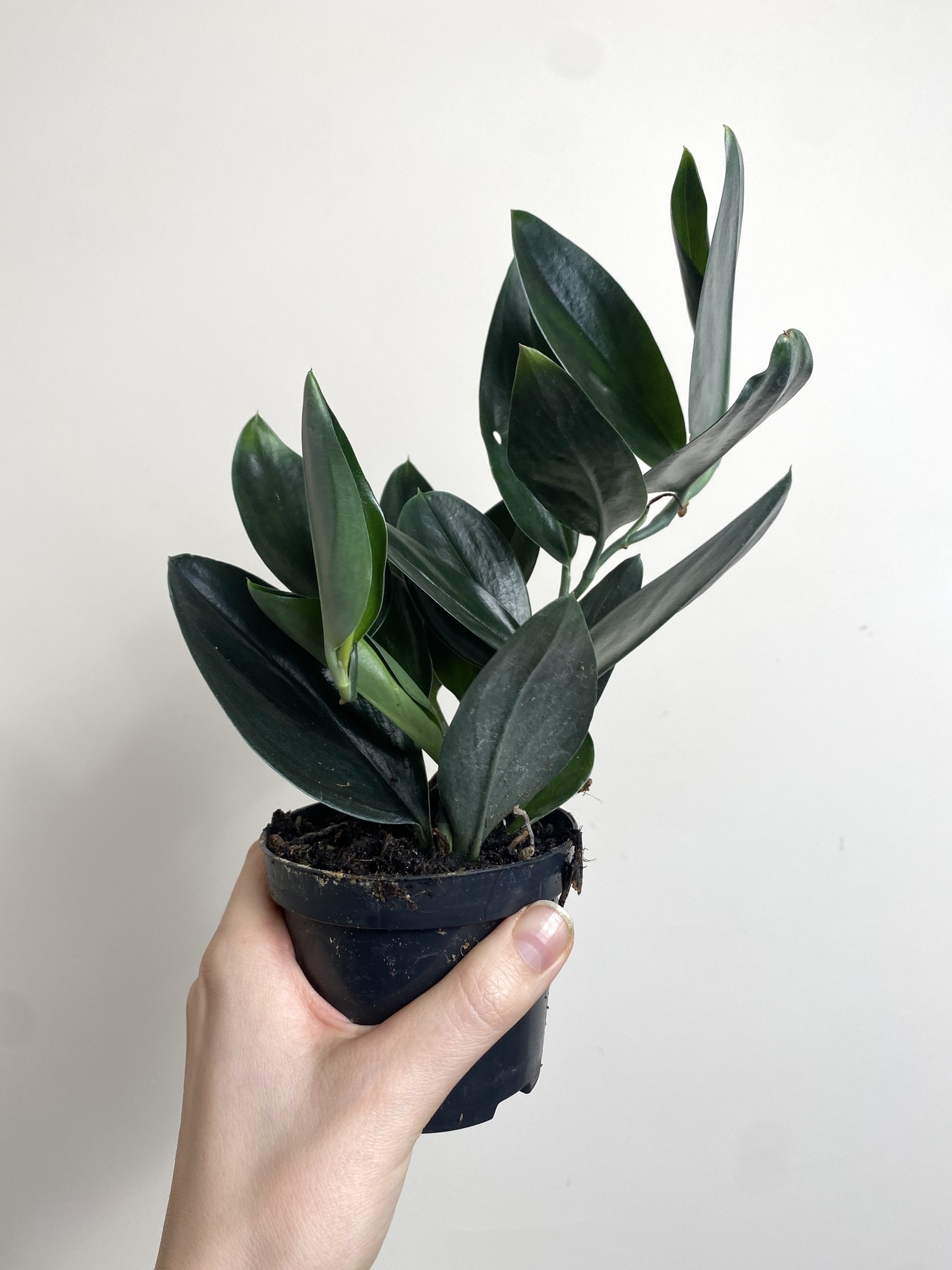 Scindapsus Treubii Dark Form