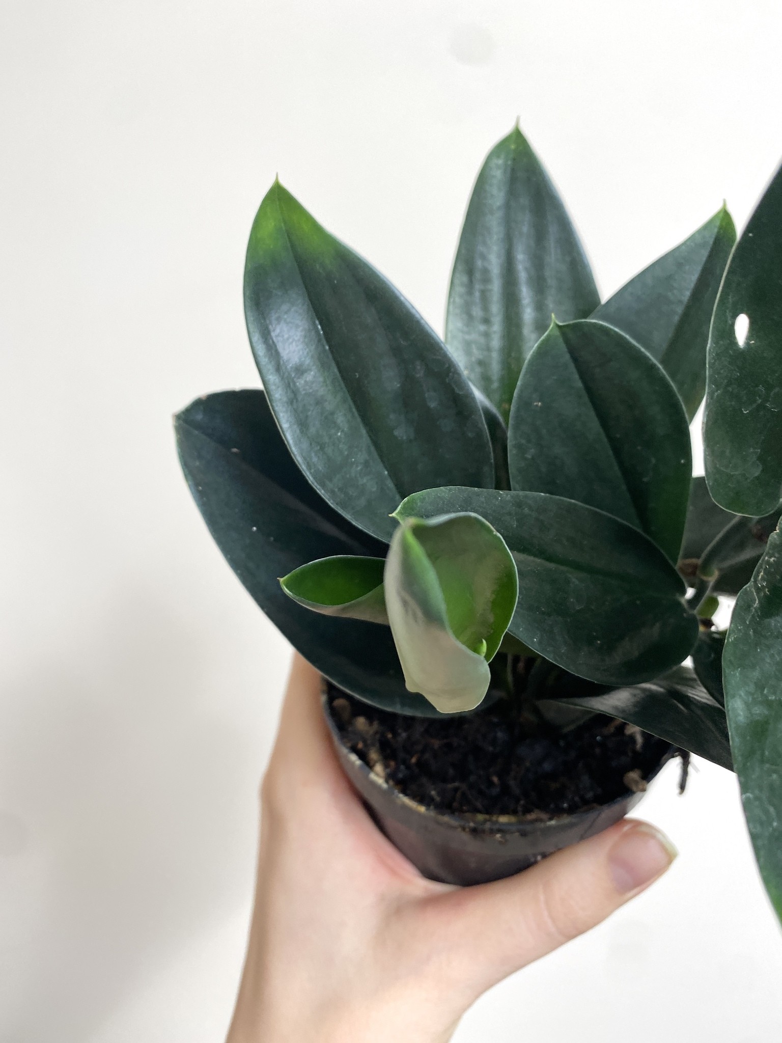 Scindapsus Treubii Dark Form