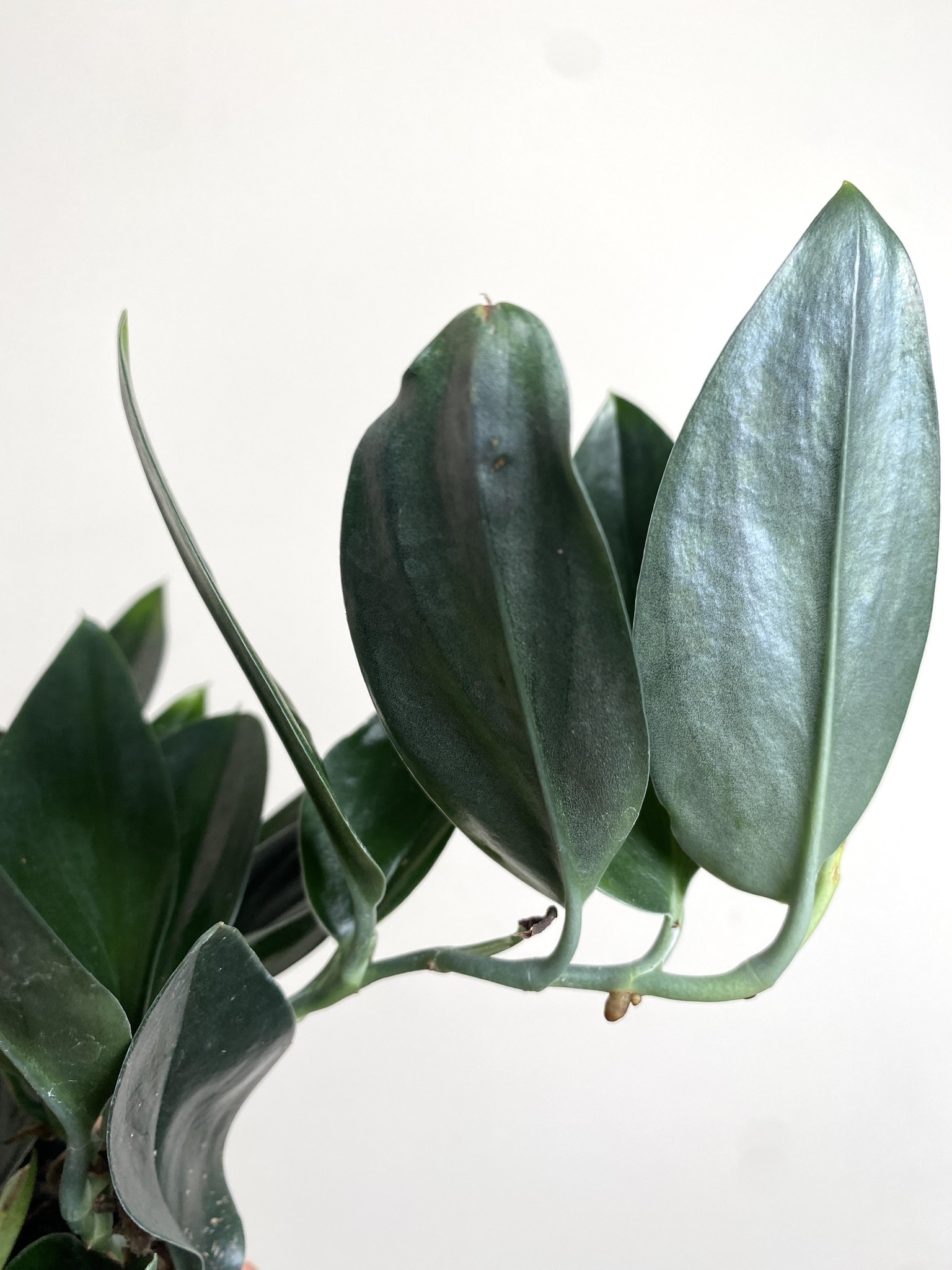Scindapsus Treubii Dark Form