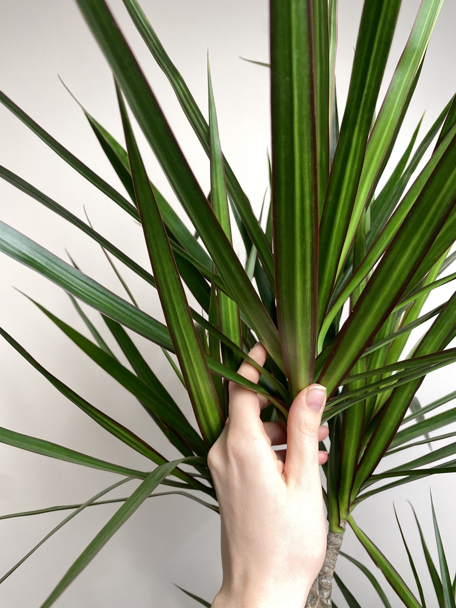 Dracena Marginata (dracena)