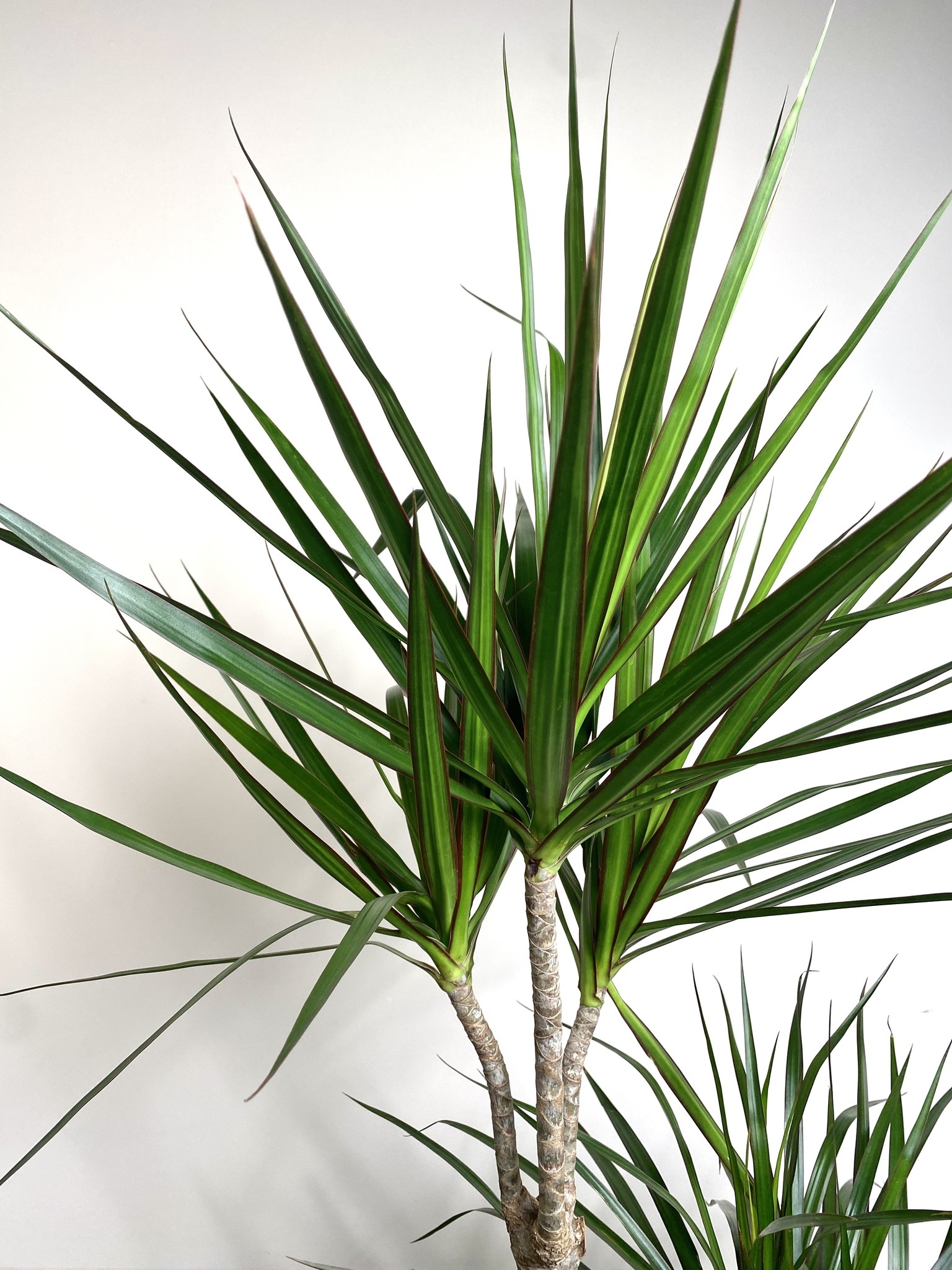 Dracena Marginata (dracena)