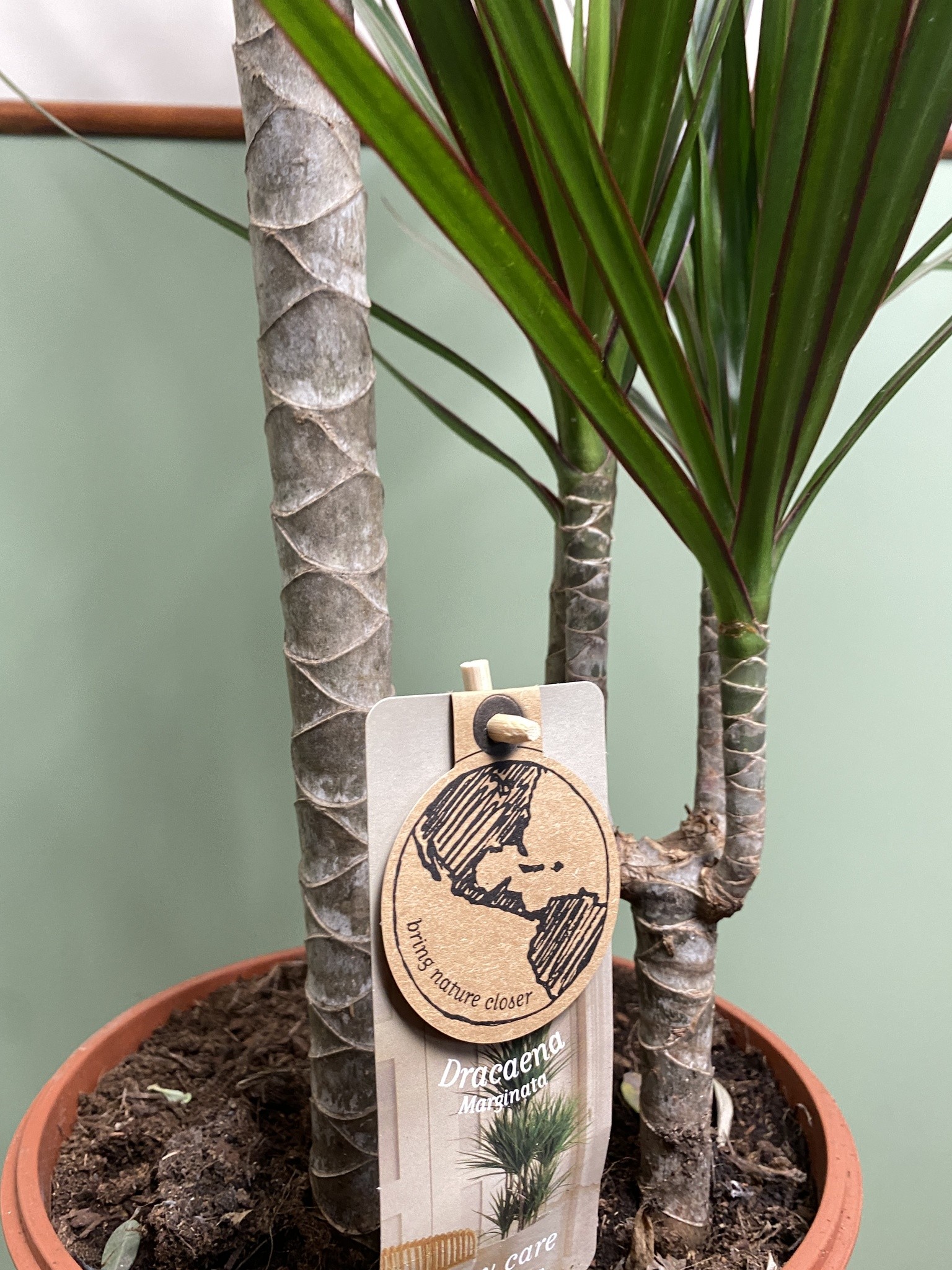 Dracena Marginata (dracena)