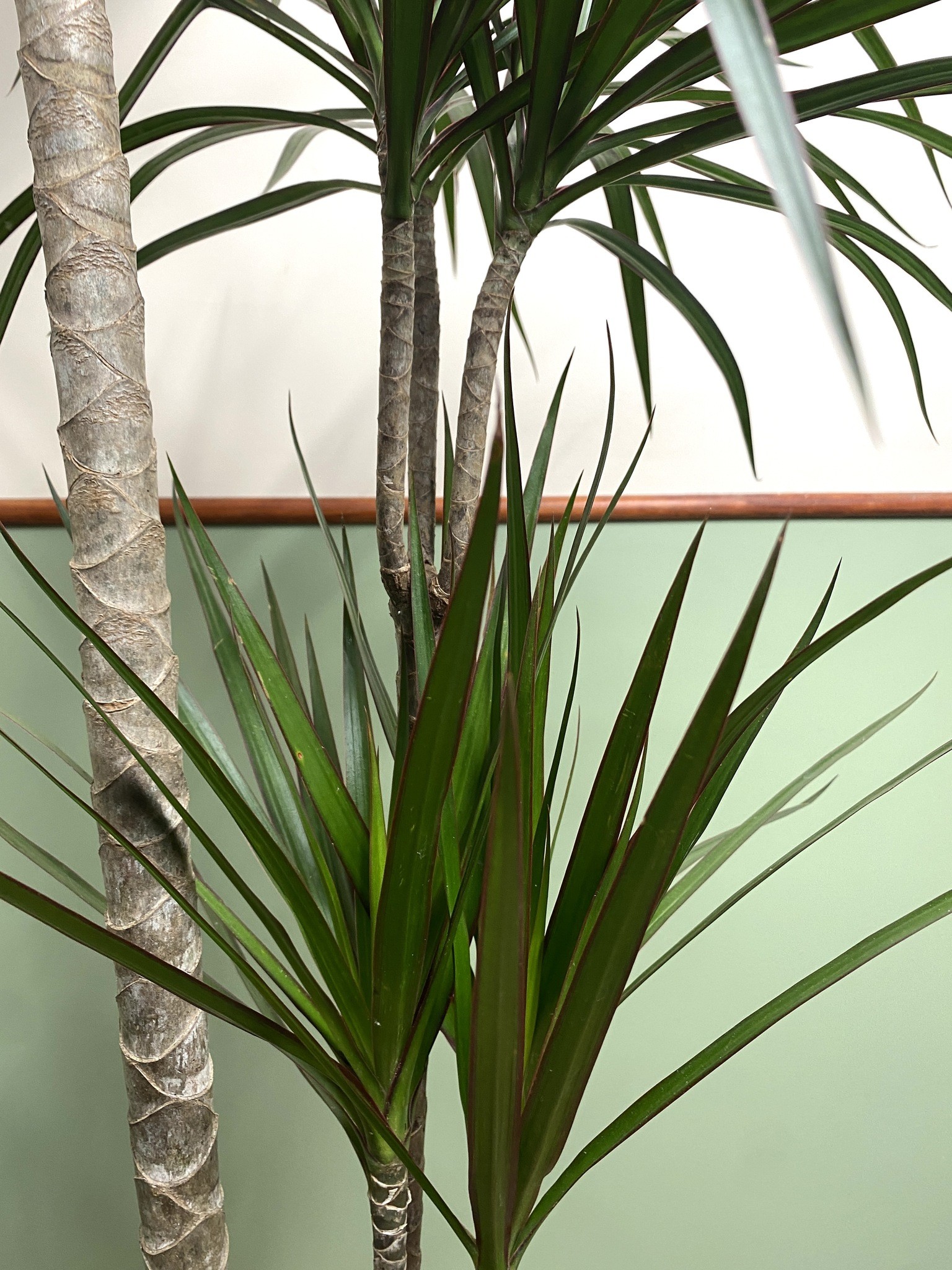 Dracena Marginata (dracena)
