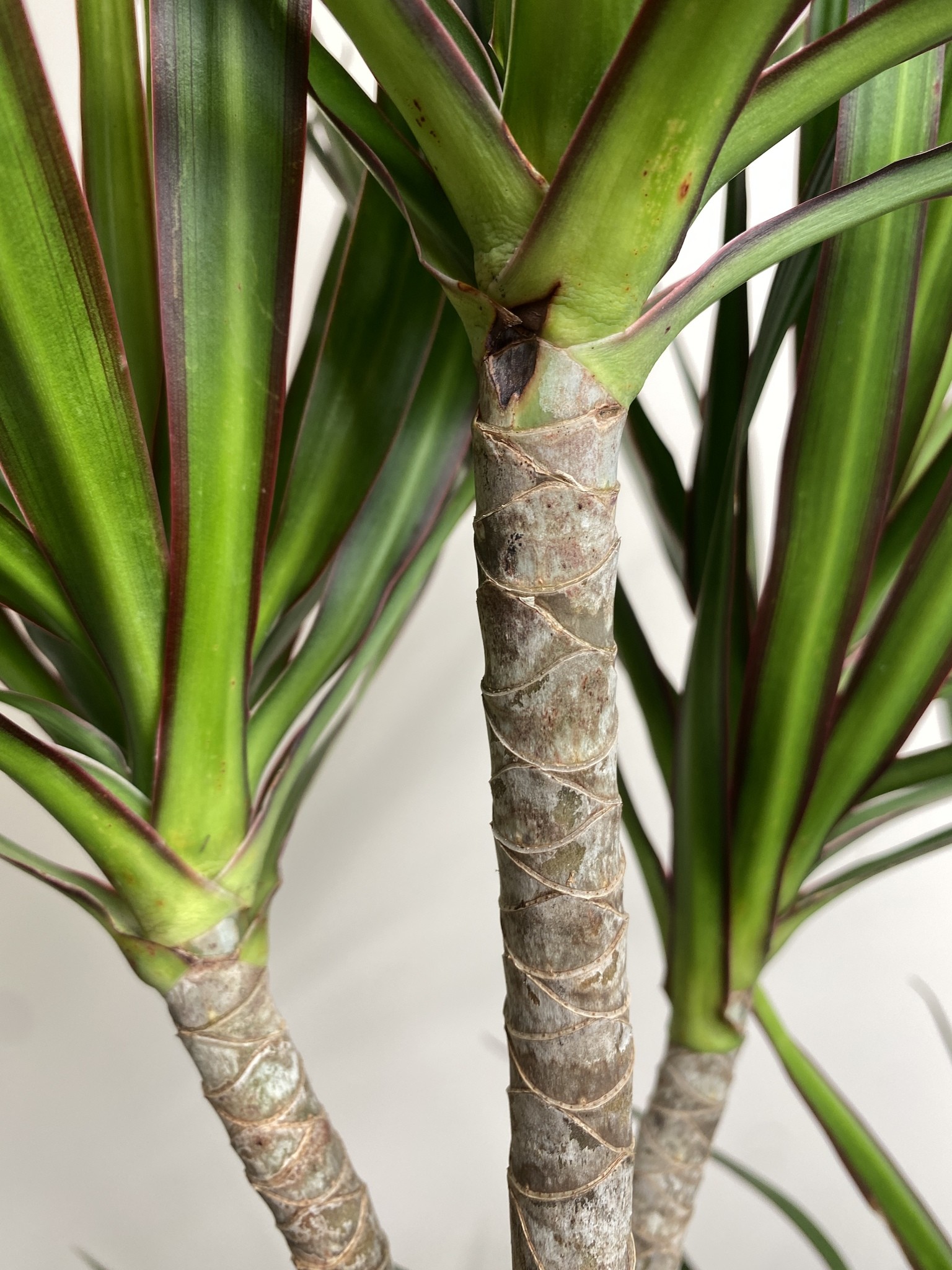 Dracena Marginata (dracena)