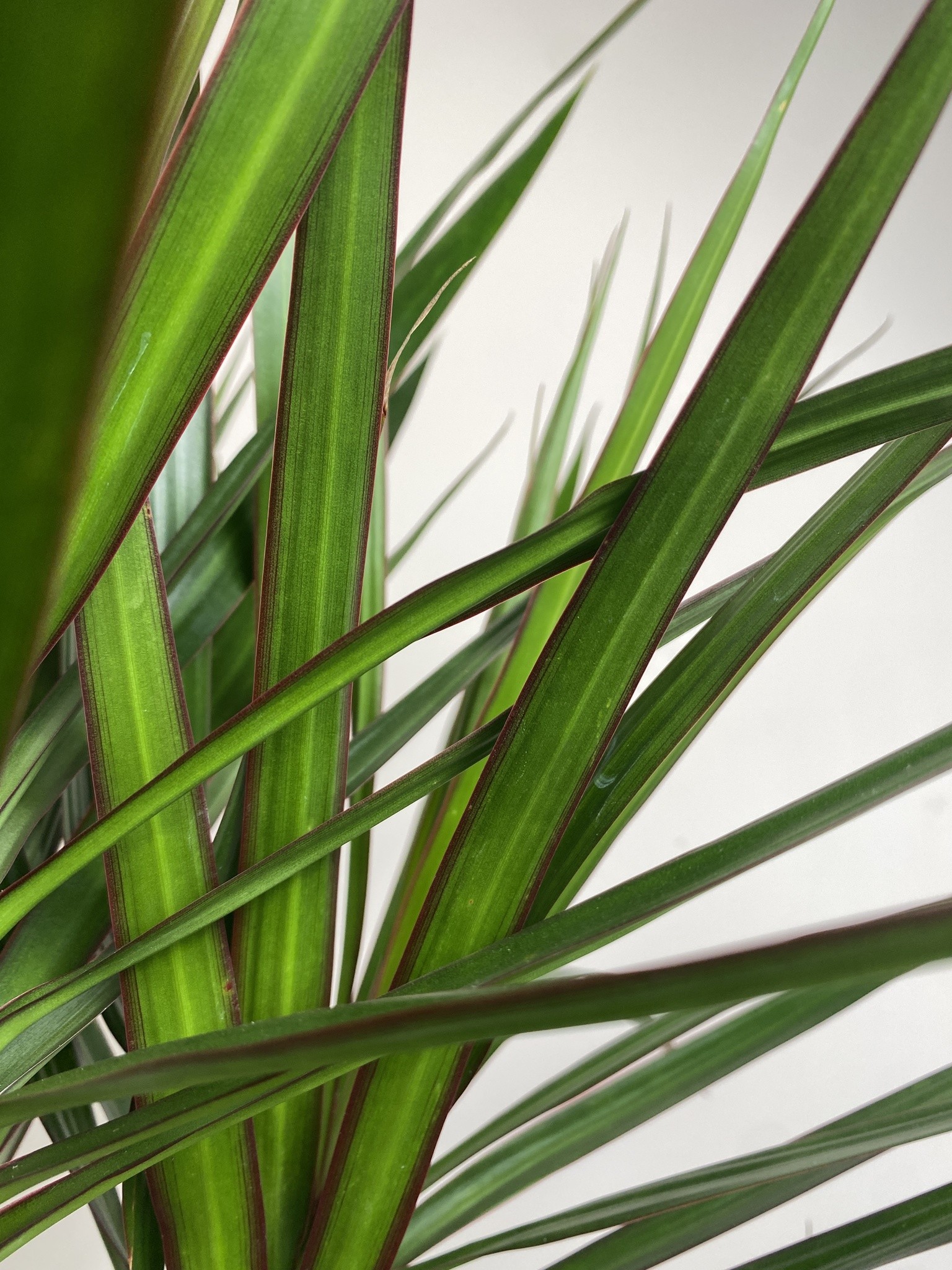 Dracena Marginata (dracena)