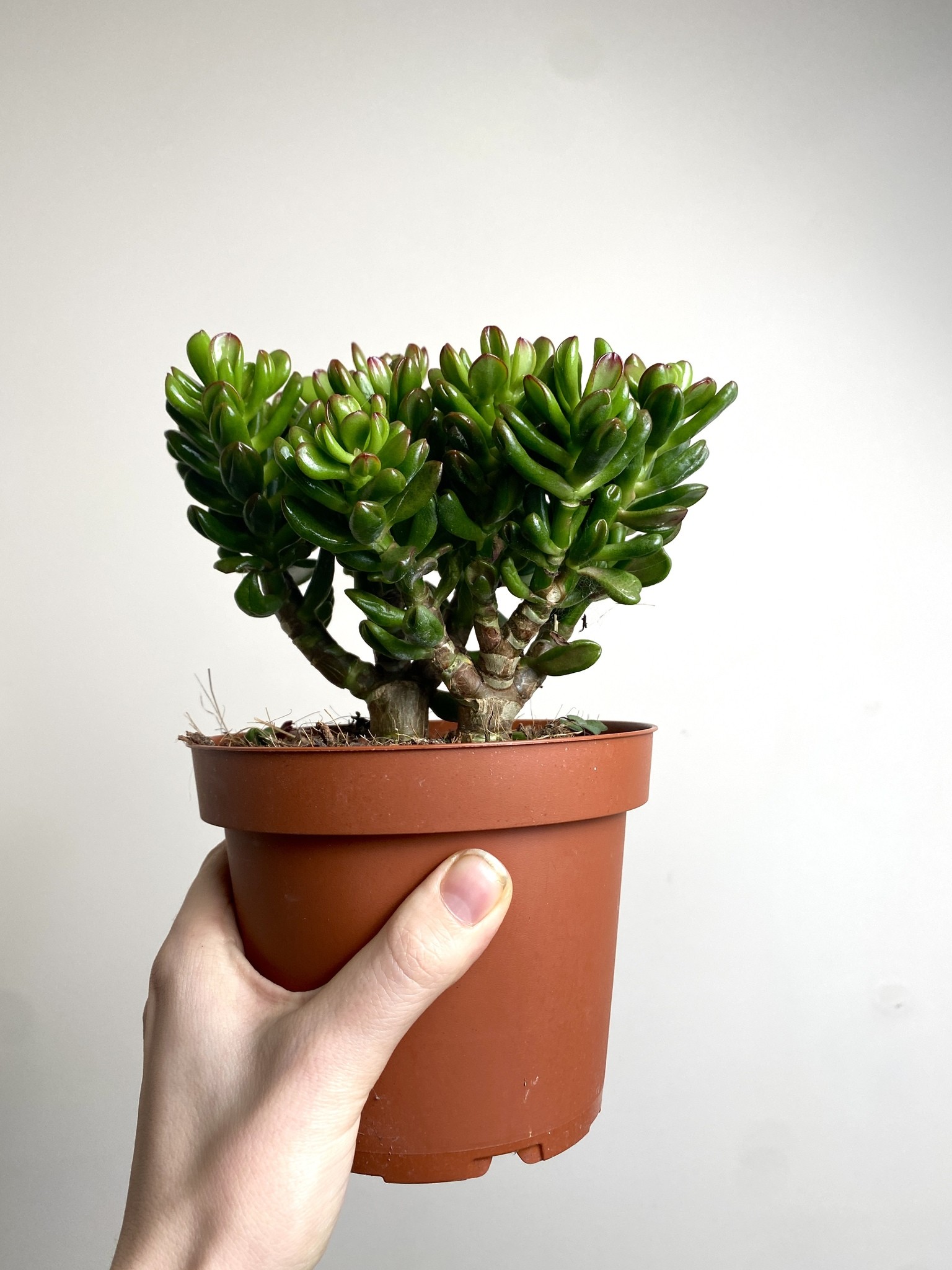 Crassula Convoluta Grubosz