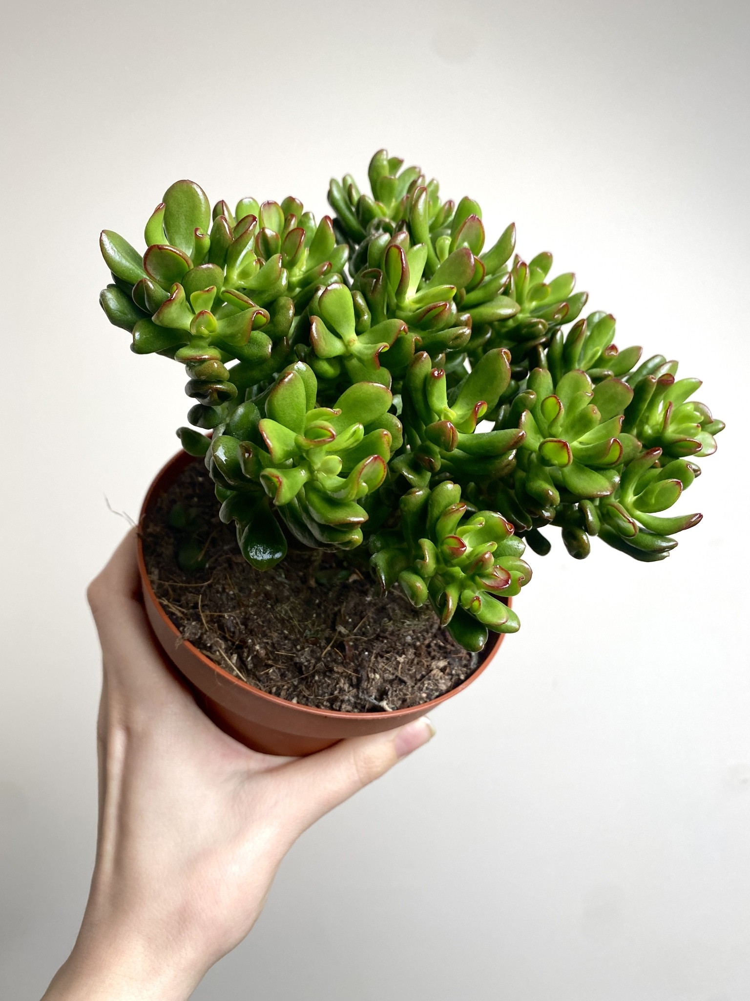 Crassula Convoluta Grubosz