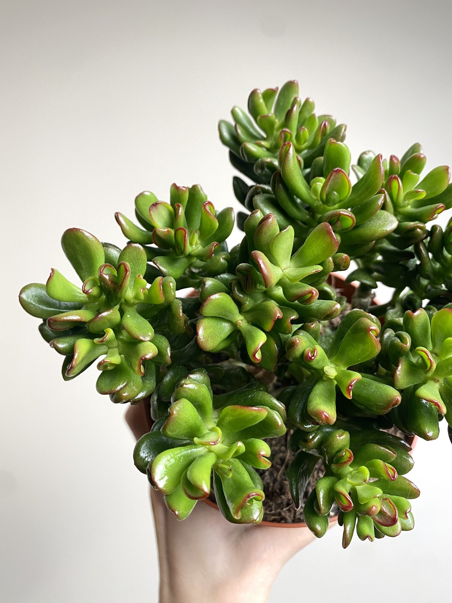 Crassula Convoluta Grubosz