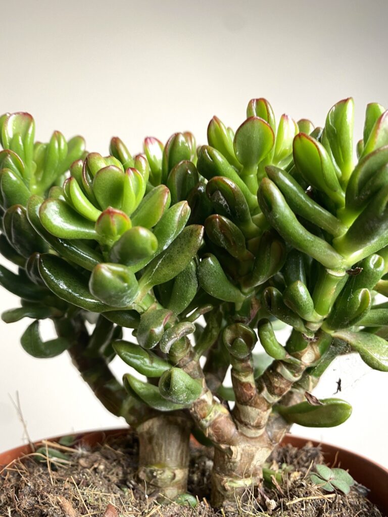 Crassula Convoluta Grubosz