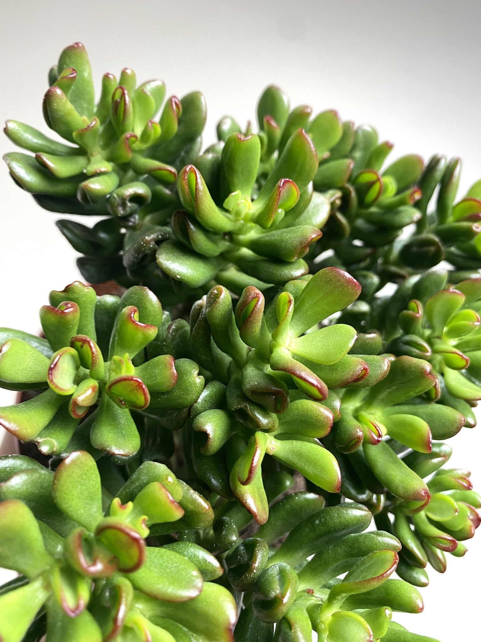 Crassula Convoluta Grubosz