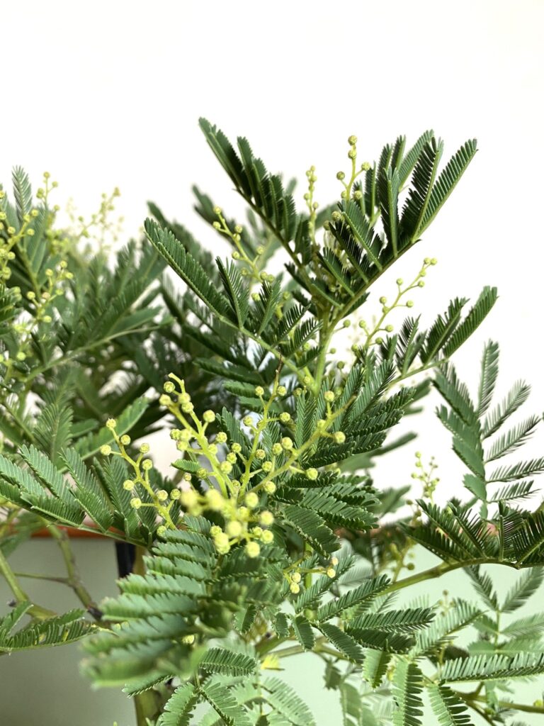 Mimoza Acacia Dealbata