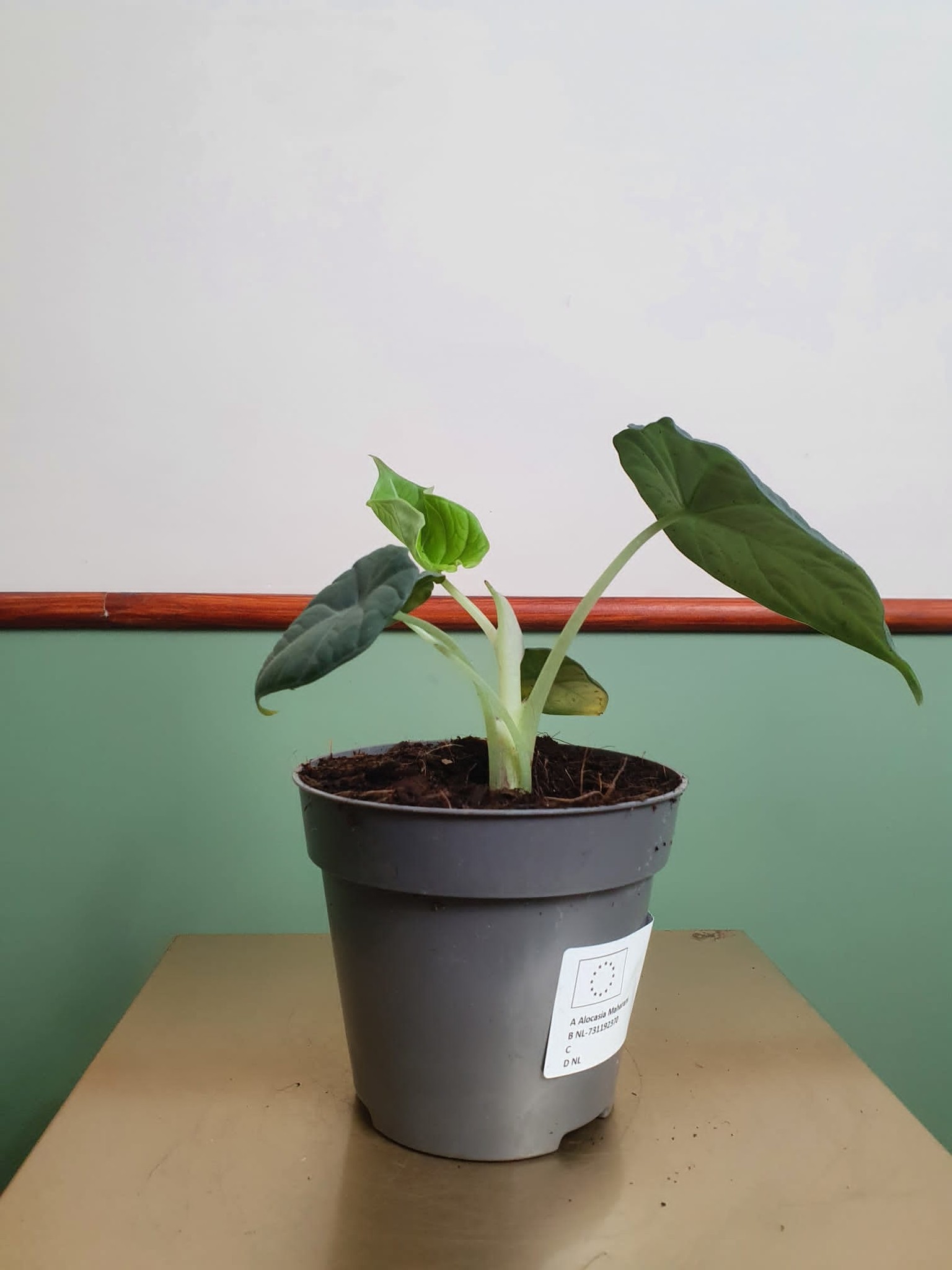 Alocasia Maharani