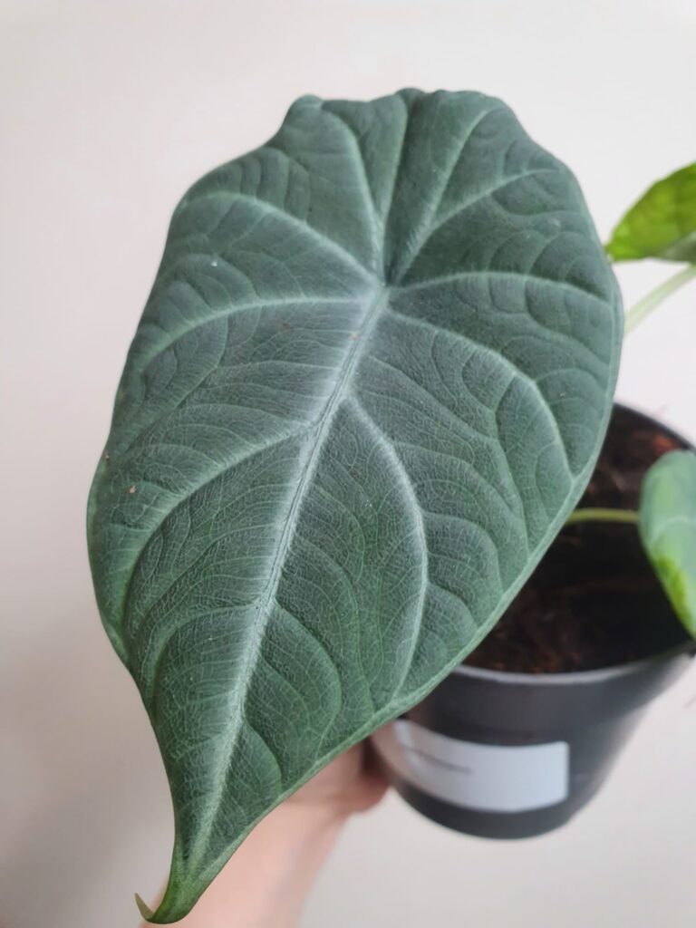 Alocasia Maharani