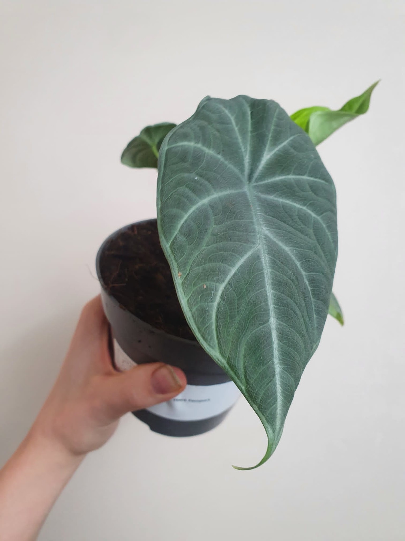 Alocasia Maharani