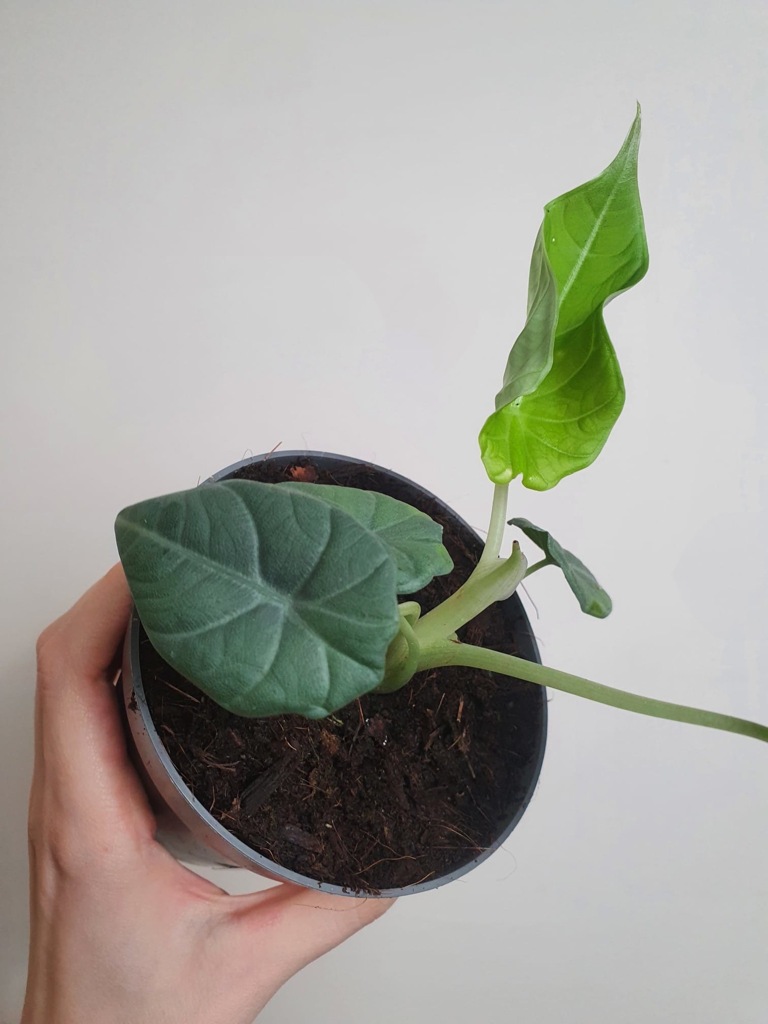 Alocasia Maharani
