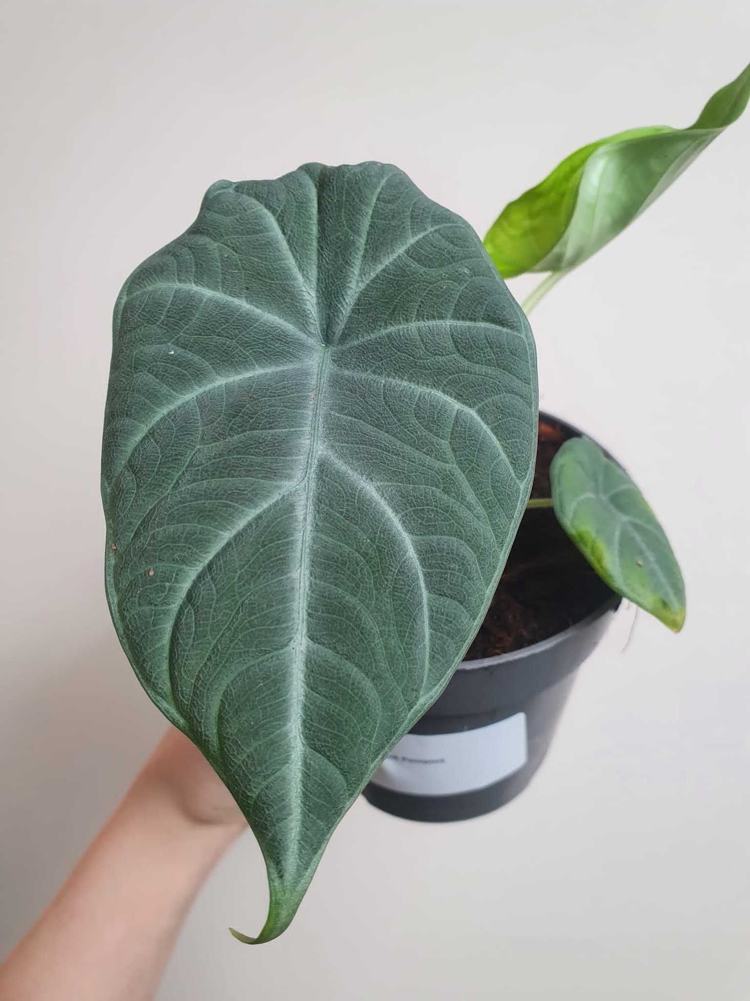 Alocasia Maharani
