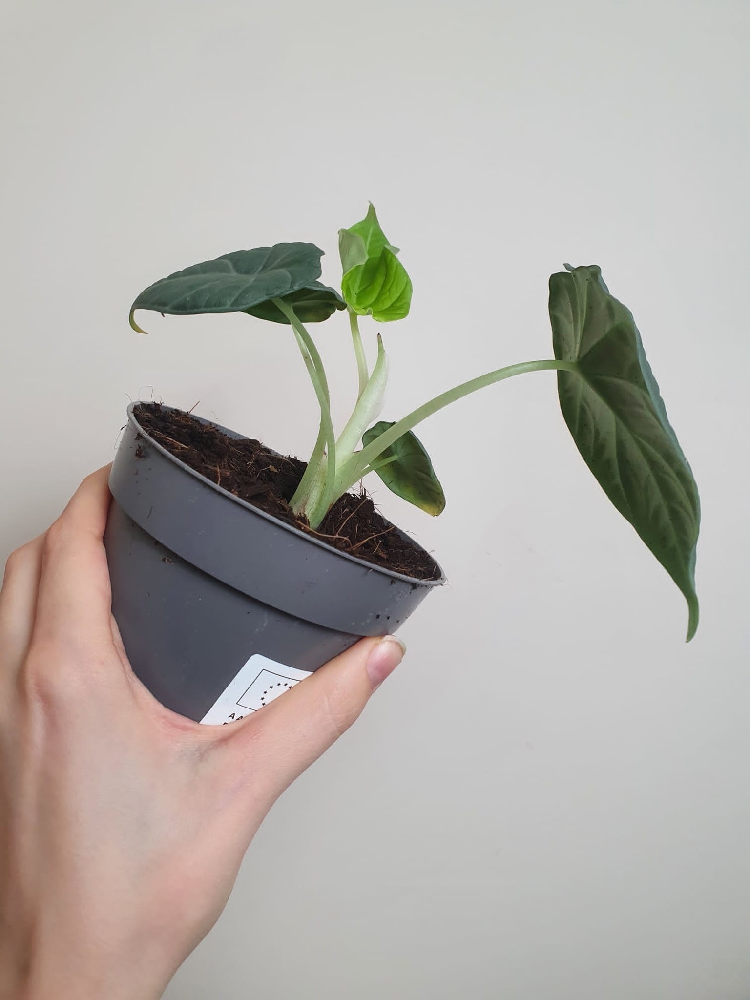 Alocasia Maharani